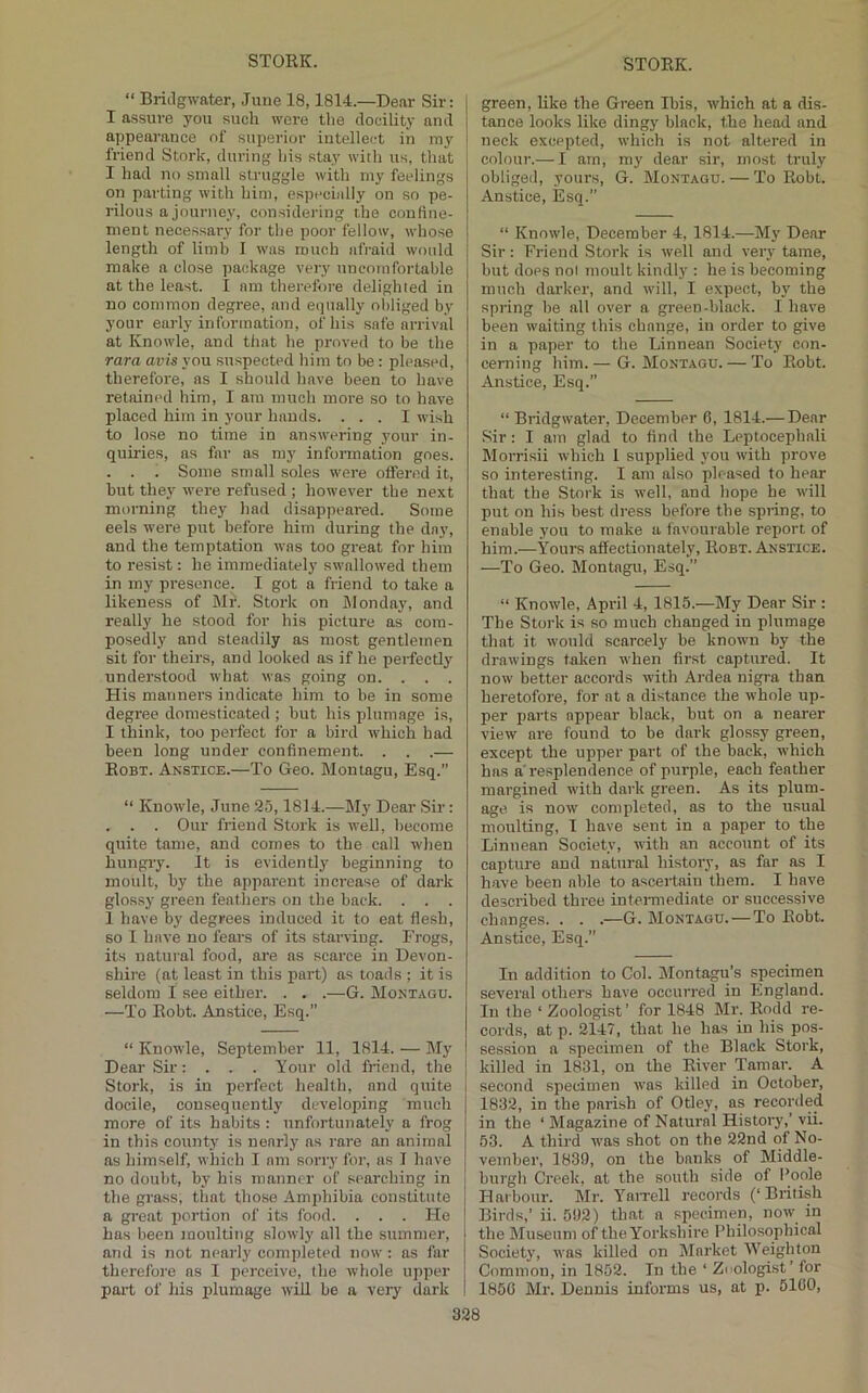 “ Bridgwater, June 18,1814.—Dear Sir: I assure you such were tlie docility and appearance of superior intellect in my friend Stork, during bis stay with us, that I had no small struggle with niy feelings on parting with him, especially on so pe- rilous a journey, considering the confine- ment necessary for the poor fellow, whose length of limb I was much afraid would make a close package very uncomfortable at the least. I am therefore delighted in no common degree, and equally obliged by your early information, of his safe arrival at Knowle, and that he proved to be the rara avis you suspected him to be: pleased, therefore, as I should have been to have retained him, I am much more so to have placed him in your hands. ... I wish to lose no time in answering your in- quiries, as far as my information goes. . . 1 Some small soles were offered it, but they were refused ; however the next morning they had disappeared. Some eels were put before him during the day, and the temptation was too great for him to resist: he immediately swallowed them in my presence. I got a friend to take a likeness of Mr. Stork on IMonday, and really he stood for his picture as com- posedly and steadily as most gentlemen sit for theirs, and looked as if he perfectly understood what was going on. . . . His manners indicate him to be in some degree domesticated ; but his j)lumage is, I think, too perfect for a bird which had been long under confinement. . . .— Robt. Anstice.—To Geo. Montagu, Esq.” “ Knowle, June 25,1814.—My Dear Sir: . . . Our fiieud Stork is well, become quite tame, and comes to the call when hungry. It is evidently beginning to moult, by the apparent increase of dark glossy green feathers on the back. . . . 1 have by degrees induced it to eat flesh, so I have no fears of its starving. Frogs, its natural food, are as scarce in Devon- shire (at least in this j)art) as toads ; it is seldom I see either. . . .—G. Montagu. —To Robt. Anstice, Esq.” “ Knowle, September 11, 1814. — My Dear Sir: . . . Your old friend, the Stork, is in perfect health, and quite docile, consequently developing much more of its habits : unfortunately a frog in this county is nearly as rare an animal as himself, which I am sorry for, as I have no doubt, by his manner of searching in the grass, that those Amphibia constitute a great imrtion of its food. . . . He has been moulting slowly all the summer, and is not nearly completed now: as far therefore as I perceive, the whole upper part of his plumage will be a very dark green, like the Green Ibis, which at a dis- tance looks like dingy black, the head and neck excepted, which is not altered in colour.— I am, my dear sir, most truly obliged, yours, G. Montagu. — To Robt. Anstice, Esq.” “ Knowle, December 4, 1814.—My Dear Sir: Friend Stork is well and very tame, but does nol moult kindlj': he is becoming much darker, and will, I expect, by the spring be all over a green-black. I have been waiting this change, in order to give in a paper to the Linnean Society con- cerning him.— G. Montagu. — To Robt. Anstice, Esq.” “ Bridgwater, December 6, 1814.— Dear Sir: I am glad to find the Leptocephali Morrisii which I supplied you with prove so interesting. I am also pleased to hear that the Stork is well, and hope he will put on his best dress before the spring, to enable you to make a favourable report of him.—Yours affectionately, Robt. Anstice. —To Geo. Montagu, Esq.” “ Knowle, April 4, 1815.—My Dear Sir : The Stork is so much changed in plumage that it would scarcely be known by the drawings taken when first captured. It now better accords with Ardea nigra than heretofore, for at a distance the whole up- per parts appear black, but on a nearer view are found to be dark glossy green, except the upper part of the back, which has a'resplendence of purple, each feather margined with dark green. As its plum- age. is now completed, as to the usual moulting, 1 have sent in a paper to the Linnean Society, with an account of its capture and natural history, as far as I have been aide to ascertain them. I have described three intei-mediate or successive changes.. . .—G. Montagu. — To Robt. Anstice, Esq.” In addition to Col. Montagu’s .specimen several others have occurred in England. In the ‘ Zoologist’ for 1848 Mr. Rodd re- cords, at p. 2147, that he has in his pos- session a specimen of the Black Stork, killed in 1831, on the River Tamar. A second specimen was killed in October, 1832, in the parish of Otley, as recorded in the ‘ Magazine of Natural History,’ vii. 53. A third was shot on the 22nd of No- vember, 1839, on the banks of Middle- burgh (ireek, at the south side of Poole Harbour. Mr. YaiTell records (‘British Birds,’ ii. 592) that a specimen, now in the Museum of theY'^orkshire Philosophical Society, was killed on IMarket Weighton Common, in 1852. In the ‘ Zoologist’ for 1850 Mr. Dennis informs us, at p. 5100,