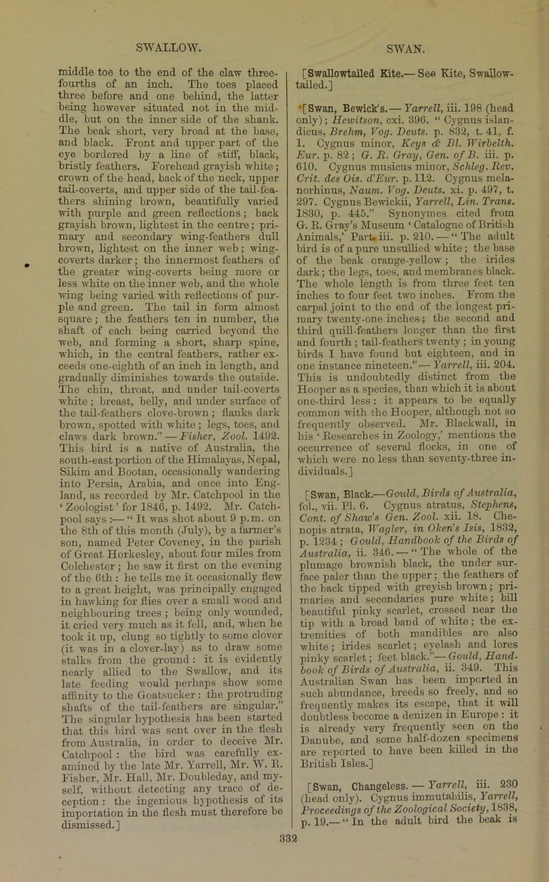 middle toe to the end of the claw three- fourths of an inch. The toes placed three before and one behind, the latter being however situated not in the mid- dle, but on the inner side of the shank. The beak short, very broad at the base, and black. Front and upper part of the eye bordered by a line of stiff, black, bristly feathers. Forehead grayish white; crown of the head, back of the neck, upper tail-coverts, and ui^per side of the tail-fea- thers shining brown, beautifully varied with purple and green reflections; back grayish brown, lightest in the centre; pri- mary and secondary wing-feathers dull brown, lightest on the inner web; wing- coverts darker; the innermost feathers of the gi-eater wing-coverts being more or less white on the inner web, and the whole ning being varied with reflections of pur- ple and green. The tail in fonn almost square; the feathers ten in number, the shaft of each being carried beyond the web, and forming a short, sharp spine, which, in the central feathers, rather ex- ceeds one-eighth of an inch in length, and gradually diminishes towards the outside. The chin, throat, and under toil-coverts white ; breast, belly, and under surface of tJie tail-feathers clove-brown ; flanks dark brown, spotted with white; legs, toes, and claws dark brown.” — Fisher, Zool. 14.02. This bird is a native of Australia, the south-east portion of the Himalayas, Nepal, Sikim and Bootan, occasionally wandering into Persia, Arabia, and once into Eng- land, as recorded by Mr. Catchpool in the ‘ Zoologist ’ for 1840, p. 1402. Mr. Catch- pool says :—“ It was shot about 0 p.m. on the 8th of this month (July), by a farmer’s son, named Peter Covency, in the parish of Great Horkesley, about four miles from Colchester; he saw it first on the evening of the 0th : he tells me it occasionally flew to a great height, was principally engaged in hawking for flies over a small wood and neighbouring trees ; being only wounded, it cried very much as it fell, and, when he took it up, clung so tightly to some clover (it was in a clover-lay) as to draw some stalks from the ground : it is evidently nearly allied to the Swallow, and its late feeding would perhaps show some aflinity to the Goatsucker: the protrading shafts of the tail-feathers are singular.” The singular hj'pothesis has been stalled that this bird was sent over in the flesh from Australia, in order to deceive Mr. Catchpool : the bird was carefully ex- amined by the late Mr. Yarrell, Mr. W. B. Fisher, Mr. Hall, Mr. Doubleday, and my- self, without detecting any trace of de- ception : the ingenious hypothesis of its importation in the flesh must therefore be dismissed.] [Swallowtailed Kite.— See Kite, Swallow- tailed.] •[Swan, Bewick’s.— Yarrell, iii. 198 (head only); Hewitson, cxi. 390. “ Cygnus islan- dicus, Brehm, Vog. Bents, p. 832, t. 41, f. 1. Cygnus minor. Keys d; Bl. WirbeUh. Eur. p. 82; G. R. Gray, Gen. of B. iii. p. 010. Cygnus musicus minor, Schleg. Rev. Grit, des Ois. d’Eur. p. 112. Cygnus mela- norhinus, Naum. Vog. Beuts. xi. p. 497, t. 297. Cygnus Bewicku, Yam-ell, Lin. Trans. 1830, j). 445.” Synonymes cited from G. E. Gray’s Museum ‘ Catalogue of British Animals,’ Part* iii. p. 210. — “ The adult bird is of a pime unsullied white; the base of the beak orange-yellow ; the irides dark; the legs, toes, and membranes black. The whole length is from three feet ten inches to four feet two inches. From the carpal joint to the end of the longest pri- mary twenty-one inches; the second and third quill-feathers longer than the first and fourth ; tail-feathers twenty; in young birds I have found but eighteen, and in one instance nineteen.”— Yarrell, iii. 204. This is undoirbtedly distinct from the Hooper as a species, than which it is about one-third less: it appears to be equaUy common with the Hooper, although not so frequently observed. Mr. Blackwall, in his ‘ Eeseorches in Zoology,’ mentions the occuiTence of several flocks, in one of w'hich were no less than seventy-three in- dividuals.] [Swan, Black.—Gould, Birds of Australia, fol., vii. PI. 6. C3^gnus atratus, Stephens, Cont. of Shaw’s Gen. Zool. xii. 18. Che- nopis atrata, Wagler, in Oken’s Isis, 1832, p. 1234; Gould, Handbook of the Birds of Australia, ii. 340. — “ The whole of the plumage brownish black, the under sur- face paler than the upper; the feathers of the back tipped with greyish hiwyn; pri- maries and secondaries pure w'hite; bill beauliful pinky scarlet, crossed near the tip with a broad band of white; the ex- tremities of hotli mandibles ore also white; irides scarlet; eyelash and lores pinky scarlet; feet black.”— Gould, Hand- book of Birds of Australia, ii. 349. This Australian Swan has been imported in such abundance, breeds so freely, and so frequently makes its escape, that it will doubtless become a denizen in Europe: it is already very frequently seen on the Danube, and some half-dozen specimens are rejiorted to have been kiEed in the British Isles.] [Swan, Changeless. — Yarrell, ui. 230 (head only). Cygnus immutabflis, Yarrell, Proceedings of the Zoological Society, 1838, p. 19.— “ In the adult bird the beak is