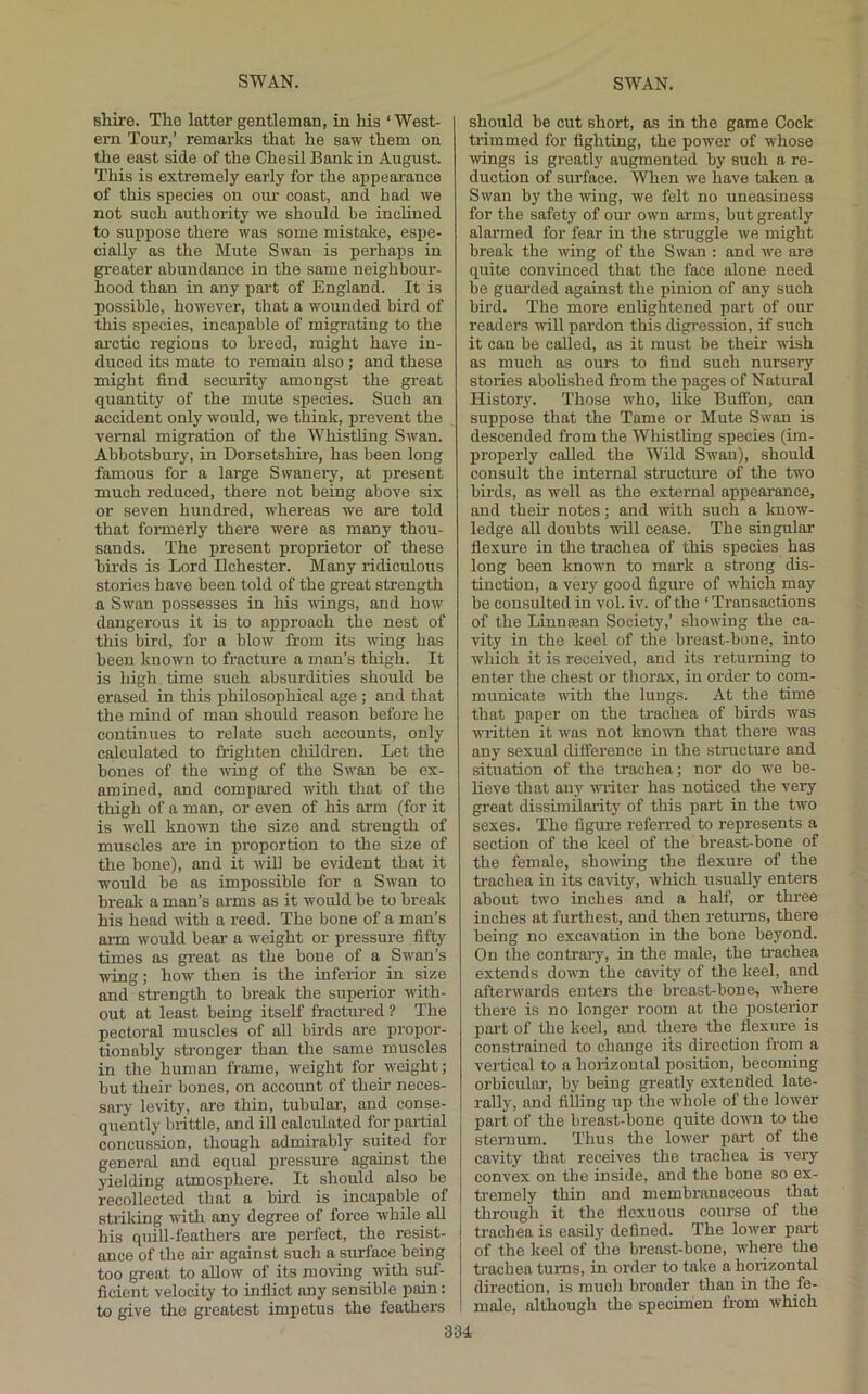 shire. The latter gentleman, in his ‘ West- ern Tour,’ remarks that he saw them on the east side of the Chesil Bank in August. This is extremely early for the appearance of this species on our coast, and had we not such authority we should he inclined to suppose there was some mistake, espe- cially as the Mute Swan is perhaps in greater abundance in the same neighbour- hood than in any port of England. It is possible, however, that a wounded bird of this species, incapable of migrating to the arctic regions to breed, might have in- duced its mate to remain also ; and these might find security amongst the great quantity of the mute species. Such an accident only would, we think, prevent the vernal migration of the Whistling Swan. Ahbotsbury, in Dorsetshire, has been long famous for a large Swanery, at present much reduced, there not being above six or seven hundred, whereas we are told that formerly there were as many thou- sands. The present proprietor of these birds is Lord Ilchester. Many ridiculous stories have been told of the great strength a Swan possesses in his wings, and how dangerous it is to approach the nest of this bird, for a blow from its wing has been known to fracture a man’s thigh. It is high time such absurdities should he erased in this philosophical age ; and that the mind of man should reason before he continues to relate such accounts, only calculated to frighten children. Let the hones of the wing of the Swan be ex- amined, and compared with that of the thigh of a man, or even of his arm (for it is well known the size and strength of muscles are in proportion to the size of the hone), and it will he evident that it ■would be as impossible for a Swan to break a man’s arms as it would he to break his head with a reed. The bone of a man’s arm would hear a weight or pressure fifty times as great as the hone of a Swan’s ■wing; how then is the inferior in size and strength to break the superior with- out at least being itself fractured ? The pectoral muscles of all birds are propor- tionably stronger than the same muscles in the human frame, weight for weight; but their hones, on account of their neces- sary levity, are thin, tuhulai’, and conse- quently brittle, and ill calculated forpaitial concussion, though admirably suited for general and equal pressure against the yielding atmosphere. It should also be recollected that a bird is incapable of striking with any degree of force while all his quill-feathers ai-e perfect, the resist- ance of the air against such a surface being too great to allow of its moving with suf- ficient velocity to inflict any sensible pain: to give the greatest impetus the feathers should he cut short, as in the game Cock trimmed for fighting, the power of whose ■wings is greatly augmented by such a re- duction of surface. When we have taken a Swan by the wing, we felt no uneasiness for the safety of our own arms, hut greatly alarmed for fear in the struggle we might break the wing of the Swan : and we are quite convinced that the face alone need be guarded against the pinion of any such bird. The more enlightened part of our readers will pardon this digression, if such it can he called, as it must be their wish as much as ours to find such nursery stories abolished from the pages of Natural History. Those who, like Bufibn, can suppose that the Tame or Mute Swan is descended from the Whistling species (im- properly called the Wild Swan), should consult the internal structure of the two birds, as well as the external appearance, and their notes; and with such a know- ledge all doubts will cease. The singular flexure in the trachea of this species has long been known to mark a strong dis- tinction, a very good figure of which may be consulted in vol. iv. of the ‘ Transactions of the Liunosan Society,’ showing the ca- vity in the keel of the breast-hone, into which it is received, and its returning to enter the chest or thorax, in order to com- municate with the lungs. At the time that jjaper on the trachea of birds was written it was not known that there was any sexual difference in the structure and situation of the trachea; nor do we be- lieve that any writer has noticed the very great dissimilarity of this part in the two sexes. The figure referred to represents a section of the keel of the breast-bone of the female, showing the flexure of the trachea in its carity, which usually enters about two inches and a half, or three inches at furthest, and then returns, there being no excavation in the hone beyond. On the contrary, in the male, the trachea extends down the cavity of the keel, and afterwards enters the breast-bone, where there is no longer room at the posterior part of the keel, and there the flexure is constrained to change its direction from a vertical to a horizontal position, becoming orbicular, by being greatly extended late- rally, and filling up the whole of the lower part of the breast-bone quite down to the sternum. Thus the lower part of the cavity that receives the trachea is very convex on the inside, and the hone so ex- tremely thin and membranaceous that through it the fiexuous course of the trachea is easily defined. The lower part of the keel of the breast-hone, where the trachea turns, in order to take a horizontal direction, is much broader than in the fe- male, although the specimen from which