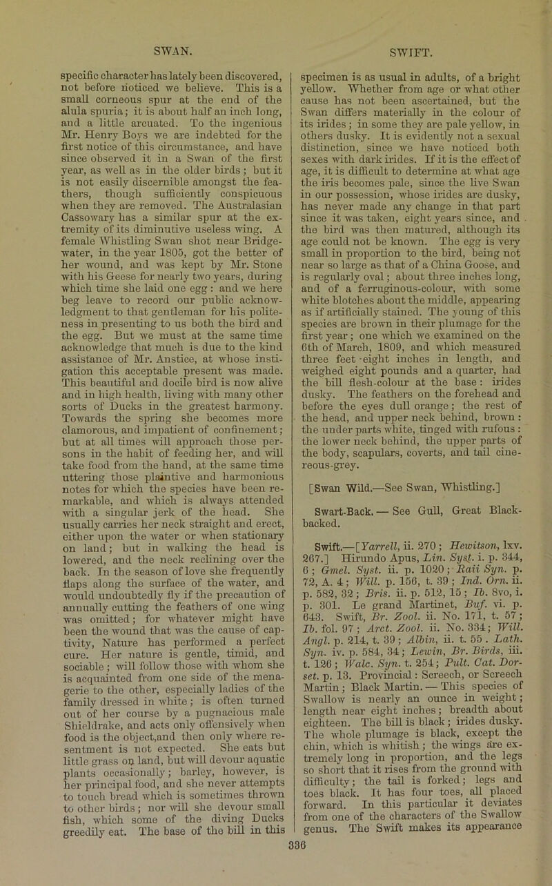 specific character has lately been discovered, not before noticed we believe. This is a small corneous spur at the end of the alula spuria; it is about half an inch long, and a little arcuated. To the ingenious Mr. Henry Boys we are indebted for the first notice of this circumstance, and have since observed it in a Swan of the first year, as well as in the older birds; but it is not easily discernible amongst the fea- thers, though sufficiently conspicuous when they are removed. The Australasian Cassowary has a similar spur at the ex- tremity of its diminutive useless wing. A female Whistling Swan shot near Bridge- water, in the year 1805, got the better of her wound, and was kept by Mr. Stone with his Geese for nearly two years, during which time she laid one egg: and we here beg leave to record our public acknow- ledgment to that gentleman for his polite- ness in presenting to us both the bird and the egg. But we must at the same time acknowledge that much is due to the kind assistance of Mr. Anstice, at whose insti- gation this acceptable present was made. This beautiful and docile bml is now alive and in high health, living with many other sorts of Ducks in the greatest harmony. Towards the spring she becomes more clamorous, and impatient of confinement; but at all times will approach those per- sons in the habit of feeding her, and mil take food from the hand, at the same time uttering those xfiaiutive and harmonious notes for which the species have been re- mai'kable, and w'hich is always attended with a singular jerk of the head. She usually carries her neck straight and erect, either upon the water or when stationary on land; but in w'alking the head is lowered, and the neck reclining over the back. In the season of love she frequently Haps along the surface of the water, and would undoubtedly fly if the precaution of annually cutting the feathers of one wing was omitted; for whatever might have been the wound that was the cause of cap- tivity, Nature has performed a perfect cure. Her nature is gentle, timid, and sociable ; will follow those with w'hom she is acquainted from one side of the mena- gerie to the other, especially ladies of the family dressed in white ; is often turned out of her course by a pugnacious male Shieldrake, and acts only offensively when food is the object,and then only where re- sentment is not expected. She eats but little grass on land, but will devour aquatic plants oecasioniillj’’; barley, however, is her principal food, and she never attempts to touch bread which is sometimes throwm to other birds; nor w'ill she devour small fish, which some of the diving Ducks greedily eat. The base of the bill in this specimen is as usual in adults, of a bright yellow. Whether from age or what other cause has not been ascertained, but the Swan differs materially in the colour of its irides ; in some they are pale yellow, in others dusky. It is evidently not a sexual distinction, since we have noticed both sexes with dark irides. If it is the effect of age, it is difficult to determine at what age the iris becomes pale, since the live Swan in our possession, whose irides are dusky, has never made any change in that part since it was taken, eight years since, and the bird was then matured, although its age could not be known. The egg is very small in proportion to the bird, being not near so large as that of a China Goose, and is regularly oval; about three inches long, and of a ferruginous-colour, with some white blotches about the middle, appearing as if artificially stained. The j oung of this species are brown in their plumage for the first year; one which we examined on the Cth of March, 1809, and which measured three feet - eight inches in length, and weighed eight pounds and a quarter, had the bin flesh-colour at the base: hides dusky. The feathers on the forehead and before the eyes dull orange; the rest of the head, and upper neck behind, brow-n : the under parts white, tinged with rufous : the lower neck behind, the upper pai-ts of the body, scapulars, coverts, and tail cine- reous-grey. [Swan Wild.—See Swan, Whistling.] Swart-Back. — See Gull, Great Black- backed. Swift.—[Yarrell, ii. 270; Hewitson, Ixv. 267.] Hirundo Apus, Lin. Sysf. i. p. 344, 0 ; Gmel. Syst. ii. p. 1020; Raii Syn. p. 72, A. 4; Will. p. 156, t. 39 ; Ind. Orn. ii. p. 582, 32 ; Bris. u. p. 512, 15 ; Ih. 8yo, i. p. 301. Le grand Martinet, Buf. vi. p. 643. Swift, Br. Zool. u. No. 171, t. 57; II). fol. 97; Arct. Zool. ii. No. 334; Will. Angl. p. 214, t. 39 ; Albin, ii. t. 55 . Lath. Syn. iv. p. 584, 34; Lewin, Br. Birds, iii. t. 126 ; Wale. Syn. t. 254; Pult. Cat. Dor- set. p. 13. Pro\’incial: Screech, or Screech Martin; Black Martin. — This species of Swallow is nearly an ounce in weight; length near eight inches; breadth about eighteen. The bill is black; irides dusky. The whole plumage is black, except the chin, which is whitish ; the wings (ire ex- tremely long in proportion, and the legs so short that it rises from the ground with difficulty; the tail is forked; legs and toes black. It has four toes, all placed forward. In this particular it deviates from one of the characters of the Swallow genus. The S^vift makes its appearance
