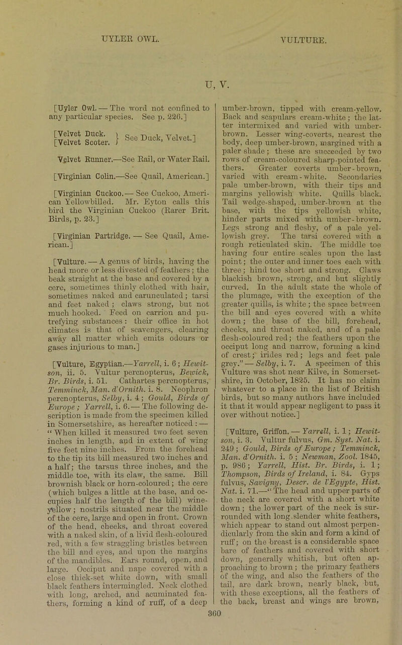 UYLER OWL. VULTURE. U, V. [Uyler Owl. — The word not confined to any pai-ticular species. See p. 220.] [Velvet Duck. [Velvet Scoter. I See Duck, Velvet] Velvet Runner.—See Rail, or Water Rail. [Virginian Colin.—See Quail, American.] [Virginian Cuckoo.— See Cuckoo, Ameri- can Yellowbilled. Mr. Eyton calls this bird the Virginian Cuckoo (Rarer Brit. Birds, p. 23.] [Virginian Partridge. — See Quail, Ame- rican.] [Vulture. — A genus of birds, having the head more or less divested o,{ leathers; the beak straight at the base and covered by a cere, sometimes thinly clothed with hair, sometimes naked and carunculated ; tarsi and feet naked ; claws strong, but not much hooked. Feed on carrion and pu- trefying substances: theii’ olfice in hot climates is that of scavengers, clearing away all matter which emits odours or gases injurious to man.] [Vulture, Egyptian.—Yarrell, i. 6; Hewit- son, ii. 5. Vultur percnopterus, Bewick, Br. Birds, i. 51. Cathartes percnopterus, Temminck, Man. d'Ornitli. i. 8. Neophron percnopterus, Selby, i. 4; Gould, Birds of Europe; Yarrell, i. 0.— The following de- scription is made from the specimen lolled in Somersetshire, as hereafter noticed : — “ When killed it measured two feet seven inches in length, and in extent of wing five feet nine inches. From the forehead to the tip its bill measured two inches and a half; the tarsus three inches, and the middle toe, with its claw, the same. Bill brownish black or horn-coloured; the cere (which bulges a little at the base, and oc- cupies half the length of the biU) wine- yellow ; nostrils situated near the middle of the cere, large and open in front. Crowm of the head, cheeks, and throat covered with a naked skin, of a livid flesh-coloured red, willi a few straggling bristles between the bill and eyes, and upon the margins of the mandibles. Ears round, open, and loi'ge. Occiijut and nape covered with a close thick-set white dowm, with small black feathers intermingled. Neck clothed with long, arched, and acuminated fea- thers, forming a kind of ruff, of a deep umber-browm, tipped with cream-yellow. Back and scapulars cream-white ; the lat- ter intermixed and varied with umber- brown. Lesser wing-coverts, nearest the body, deep umber-brown, margined with a paler shade ; these are succeeded b3' tw'o rows of cream-coloured shai’p-pointed fea- thers. Greater coverts umber-browm, varied with cream - white. Secondaries pole umber-brown, with tlieir ti^JS and margins yellowish white. Quills black. Tail wedge-shaped,. umber-brown at the base, with the tips yellowish white, hinder parts mixed with umber-brown. Legs strong and fleshy, of a pale yel- lowish grey. The tarsi covered with a rough reticulated skin. The middle toe having four entire scales upon the last point; the outer and inner toes each with three; hind toe short and strong. Claws blackish brown, strong, and but slightly curved. In the adult state the whole of the plumage, with the excej)tion of the greater quill.s, is white ; the space between the bill and eyes covered with a wiiite dowm; the base of the biU, forehead, cheeks, and throat naked, and of a pale flesh-coloured red; the feathers upon the occiput long and narrow, forming a kind of crest; irides red; legs and feet pale grey.” — Selby, i. 7. A specimen of this Vulture was shot near Kilve, in Somerset- shire, in October, 1825. It has no claim whatever to a place in the list of British birds, but so many authors have included it that it w'ould appear negligent to pass it over without notice.] [Vulture, Griffon.— Yarrell, i. 1; Hewit- son, i. 3. Vultur fulvus, Gm. Syst. Nat. i. 249; Gould, Birds of Europe ; Temminck, Man. d'Omith. i. 5 ; Newman, Zool. 1845, p. 986; Yarrell, Hist. Br. Birds, i. 1; Thompson, Birds of Ireland, i. 84. Gyps fulvus, Savigny, Descr. de I’Egypte, Hist. Nat. i. 71.—“ The head and upper paiis of the neck are covered with a short wiiite down ; the lower jrart of the neck is sur- rounded with long.slender white feathers, which appear to stand out almost perpen- dicularly from the skin and form a kind of ruff; on the breast is a considerable space bare of feathers and covered with shoii dow'n, generally whitish, but often ap- proaeiiing to brown; the priraai-y feathers of the wing, and also the feathers of the tail, are darlc brown, nearly black, but, with these exceptions, all the feathers of the back, breast and wings are brown. 300