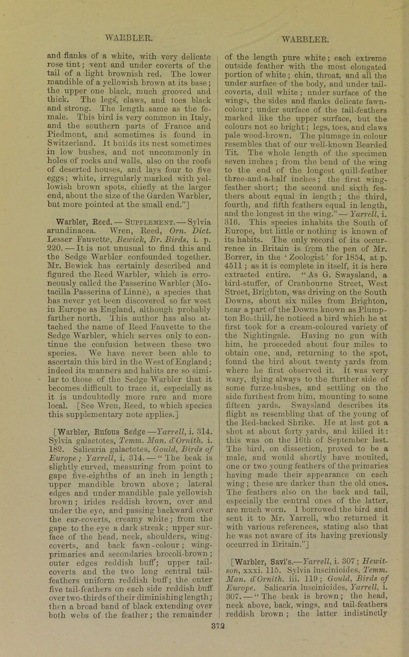 and flanks of a white, with very delicate rose tint; vent and under coverts of the tail of a light brownish red. The lower mandible of a yellowish brown at its base; the upper one black, much grooved and thick. The legs', claws, and toes black and strong. The length same as the fe- male. This bird is very common in Italy, and the southern parts of Erance and Piedmont, and sometimes is found in Switzerland. It builds its nest sometimes in low bushes, and not uncommonly in holes of rocks and walls, also on the roofs of deserted houses, and lays four to five eggs; white, irregularly marked with yel- lowish brown spots, chiefly at the larger end, about the size of the Garden Warbler, but more pointed at the small end.”] Warbler, Reed. — Supplement. — Sylvia arundinacea. Wren, Eeed, Orn. Diet. Lesser Fauvette, Bewick, Br. Birds, i. p. 220. — It is not unusual to find this and the Sedge Warbler confounded together. Mr. Bewick has certainly described and figured the Eeed Warbler, which is erro- neously called the Passerine Warbler (Mo- tacilla Passerina of Linne), a species that has never yet been discovered so far west in Europe as England, although probably farther north. 'I his author has also at- tached the name of Eeed Fauvette to the Sedge Warbler, which serves only to con- tinue the confusion between these two species. We have never been able to ascertain this bird in the West of England; indeed its manners and habits are so simi- lar to those of the Sedge Warbler that it becomes difllcult to trace it, especially as it is undoubtedly more nue and more local. [See Wren, Eeed, to which species this supplementai-y note appHea.] [Warbler, Rufous Sedge —Yarrell, i. 314. Sylvia galactotes, Temm. Man. d’Ornith. i. 182. Salicaria galactotes, Gould, Birds of Enrope ; Yarrell, i. 314. — “ The beak is slightly curved, measuring from point to gape five-eighths of an inch in length ; upper mandible brown above; lateral edges and under mandible pale yellowish brown; irides reddish brown, over and under the eye, and passing backward over the ear-coverts, creamy white; from the gape to the eye a dark streak ; upper sur- face of the head, neck, shoulders, wing- coverts, and back fawn-colour; wing- primaries and secondaries brocoli-brown; outer edges reddish buft'; upper tail- coverts and the two long central tail- feathers uniform reddish buff; the outer five tail-feathers on each side reddish buff over two-thii-ds of their diminishinglength; then a broad band of black extending over both webs of the feather; the remainder of the length pure white; each extreme outside feather vrith the most elongated portion of white ; chin, throat, and all the under surface of the body, and under tail- coverts, dull white ; under surface of the wings, the sides and flanks delicate fawn- colour; under surface of the tail-feathers marked like the upper surface, but tbe colours not so bright; legs, toes, and claws pale wood-brown. The plumage in colour resembles that of our well-known Bearded Tit. Tbe whole length of the specimen seven inches ; from the bend of the wing to tbe end of the longest quill-feather tbree-and-a-half inches; the first wing- feather short; the second and sixth fea- thers about equal in length ; the third, fourth, and fifth feathers equal in length, and the longest in the wing.”— Yarrell, i. 316. This species inhabits tlie South of Europe, but little or nothing is known of its habits. The only record of its occur- rence in Britain is from the pen of Mr. Borrer, in the ‘ Zoologist ’ for 1854, at p. 4511; as it is complete in itself, it is here extracted entii'e. “ As G. Sw'aysland, a bird-stuffer, of Cranboume Street, West Street, Brighton, was driving on the South Downs, about six miles from Brighton, near a part of the Downs known as Plump- ton Boi thill,’ he noticed a bird which he at first took for a cream-coloured variety of the Nightingale. Having no gun with him, he proceeded about four miles to obtain one, and, returning to the spot, found the bird about twenty yards from where he first observed it. It was very wary, flying always to the further side of some furze-bushes, and settling on the side furthest from him, mounting to some fifteen yards. Swayslnnd describes its flight as resembling that of the young of the Bed-backed Shrike. He at Inst got a shot at about forty yards, and killed it: this was on the 10th of September last. The bii'd, on dissection, proved to be a male, and would shortly have moulted, one or two young feathers of the primaries having made their appearance on each wing; these are darker than the old ones. The feathers also on the back and tail, especially the central ones of the latter, ai'e much worn. 1 borrowed the bird and sent it to Mr. Yarrell, who returned it with various references, stating also that he was not aware of its having previously occurred in Britain.”] [Warbler, Savi's.—Yarrell, i. 307; Hewit- son, xxxi. 115. Sylvia luscinioides, Temm. Man. d'Ornith. iii. 110; Gould, Birds of Europe. Salicaria luscinioides, Yarrell, i. 307. — “ The beak is brown; the head, neck above, back, wings, and tail-feathers reddish brown ; the latter indistinctly