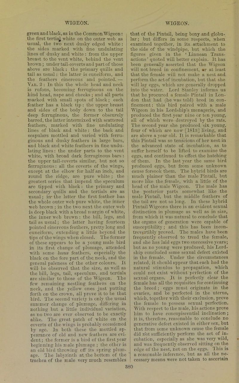green and black, as in the Common Wigeon: the first tertiaj white on the outer web as usual, the two next dusky edged white: the sides marked with fine undulating lines of dusky and white : from the upper breast to the vent white, behind the vent brown; under tail-coverts and part of those above are black : the pirimary quills and tail as usual: the latter is cuneiform, and the feathers cinereous and pointed. — Vau. 2 : In this the whole head and neck is rufous, hecoming ferruginous on the hind head, nape and cheeks ; and all parts marked with small spots of black; each feather has a black tip : the upper breast and sides of the body down to the tail deep ferruginous, the former obscurely barred, the latter intermixed with scattered feathers, marked Avith fine undulating lines of black and white: the back and scapulars mottled and varied with ferru- ginous and dusky feathers in large bars, and black and Avhite feathers in fine undu- lating lines: the under parts to the vent white, with broad dark ferruginous bars : the upper tail-coverts similar, but not so ferruginous: all the coverts of the wings, except at the elbow for half an inch, and round the ridge, are pure Avhite; the greatest series that impend the speculum are tiitped Avilh black: the primaiy and secondary quills and the tertials are as usual; in* the latter the first feather has the whole outer web pure white, the inner web brown ; in the tAvo next the outer Aveb is deep black Avith a broad margin of white, the inner web broAvn : the bill, legs, and tail as usual; the latter having fourteen pointed cinereous feathers, pretty long and cuneiform, extending a little beyond the tips of the Avings Avhen closed. The fonner of these appears to be a young male bird in its first change of plumage, attended with some histis feathers, especially the black on the fore part of the neck, and the general paleness of the other colours. It will be observed that the size, as Avell as the bill, legs, tail, speculum, and tertials are similar to those of the IVigeon. The feAv remaining nestling feathers on the neck, and the yelloAv ones just putting forth on the croAUt, all prove it to be that bird. The second variety is only the usual summer change of ydumage, difiering in nothing but a little individual variation, as no two are ever observed to be exactly alike. The great patch of Avhite on the coverts of the wings is probably occasioned by age. In both these the mottled ap- pearance of old and new feathers are evi- dent ; the former is a bird of the first year beginning his male plumage ; the other is an old bird throAring ofl’ its spring plum- age. The laliArinth at the bottom of the trachea of the m.alo very much resembles that of the Pintail, being bony and globu- lar ; but differs in some respects, Avben examined together, in its attachment to the side of the Avindpipe, but Avhieh the figures given in the ‘ Linnean Trans- actions ’ quoted Avill better explain. It has been generally asserted that the Wigeon AA'ill not breed in confinement, ar at least tliat the female will not make a nest and perform the act of incubation, but that she Avill lay eggs, which are geirerally dropped into the Avater. Lord Stanley informs us that he pi-ocured a female Pintail in Lon- don that had (he Avas told) bred in con- finement : this bird paired Avith a male Wigeon in his Lordship’s menagerie, and produced the first year nine or ten young, all of Avhich AA'ere destroyed by the rats. The second year she produced six young, four of w’hich are uoav [IBIti] living, and are above a year old. It is remarkable that this Pintail Avas so tenacious of her nest in the advanced state of incubation, as to suffer herself to be lifted to examine the eggs, and continued to effect the hatching of them. In the last year the same bird produced eggs, but from some unknoA\n I cause forsook them. The hj-brid birds are I much plainer than the male Pintail, but more like the female, with a little of the head of the male Wigeon. The male has the posterior parts someAvhat like the male Pintail, but the middle feathers of the tail are not so long. In these hybrid Pintail Wigeons there is an evident sexual distinction in plumage ns Avell as in size, from which it was natural to conclude that tlie organs of generation Avere capable of susceptibility ; and this has been incon- trovertibly jiroved. The males have been frequently observed to ti'end the female, and she has laid eggs tvA’o successive years; but as no young AA’ere produced, his Lord- ship concluded some sexual defect existed in the female. Under the circumstances related, it should appear that each had the natural stimulus to propagation, AA'hich could not exist without jierfection of the sexual organs. Jt is perfectly clear the female has all the requisites for continuing the breed; eggs must originate in the ovaries, and be peifected in the uterus, which, together Avith their exclusion, prove the female to possess sexual perfection. With respect to the male, his actions proA-e him to have concupiscential inclination; it is, therefore, reasonable to conclude no generative defect existed in either sex, but that from some unknoAvn cause the female did not sufficiently perform the act of in- cubation, especially as she was veiy wild, and Avas frequently observed sitting on the edge of the nest, not on the eggs. This is a reasonable inference, but as all the ne- cessary means were not talten to ascertain
