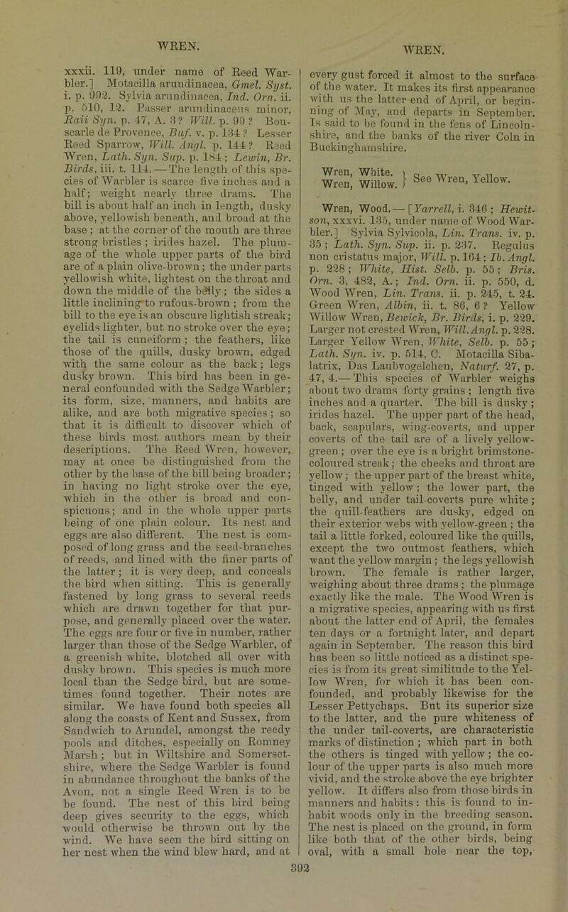 xxxii. 119, under name of Reed War- bler.] Motacilla aruiidinacea, Gmel. Syst. i. p. 993. Sylvia arimdiuaeea, Ind. Orn. ii. p. 510, 13. Passer amndinacens minor, Itaii Syn. p. 47, A. 9? Will. p. 99 ? Bou- scarle de Provence, Buf. v. p. 194 ? Lesser Reed Sparrow, Will. Anyl. p. 144? Raed Wren, Lath. Syn. Sup. p. 1H4 ; Lewiii, Br. Birds, iii. t. 114. — The len^'th of this spe- cies of Warbler is scarce five inches and a half; weight nearly three drams. Tlie bill is about half an inch in length, dusky above, yellowish beneath, and broad at the base ; at the corner of the mouth are three strong bristles ; irides hazel. The plum- age of the whole upper parts of the bird are of a plain olive-brown ; the under parts yellowish white, lightest on the throat and down the middle of the bdlly; the sides a little inclining*to rufous-brown ; from the bill to the eye is an obscure lightish streak; eyelids lighter, but no stroke over the eye; the tail is cuneiform; the feathers, like those of the quills, dusky brown, edged with the same colour as the back; legs dusky brown. This bird has been in ge- neral confounded with the Sedge Warbler; its form, size, manners, and habits are alike, and are both migrative species; so that it is difficult to discover which of these birds most authors mean by their descriptions. The Reed Wren, however, may at once be distinguished from the other by the base of the bill being broader; in having no light stroke over the eye, which in the other is broad and con- spicuous ; and in the whole upper parts being of one plain colour. Its nest and eggs are also ditferent. The nest is com- posed of long grass and the seed-branches of reeds, and lined with the liner parts of the latter; it is very deep, and conceals the bird when sitting. This is generally fastened by long grass to several reeds which are drawn together for that pur- pose, and generally placed over the water. The eggs are four or five in number, rather larger than those of the Sedge Warbler, of a greenish white, blotched all over with dusky brown. This species is much more local than the Sedge bird, but are some- times found together. Their notes are similar. We have found both species all along the coasts of Kent and Sussex, from Sandwich to Anmdel, amongst the reedy pools and ditches, especially on Romney Marsh; but in Wiltshire and Somerset- shire, where the Sedge Warbler is found in abundance throughout the banks of the Avon, not a single Reed Wren is to be be found. The nest of this bird being deep gives security to the eggs, which would otherwise be thrown out by the wind. Wo have seen the bird sitting on her nest when the wind blew hard, and at every gust forced it almost to the surface of the water. It makes its first appearance with us the latter end of.'Vpril, or begin- ning of May, and departs in September. Is said to be found in the fens of Lincoln- shire, and the banks of the river Coin in B uckinghi un shire. Wren, White. i Wren, Willow. 1 See Wren, Yellow. Wren, Wood.— [Yarrell,i. 346; Hewit- son, xxxvi. 195, under name of Wood War- bler.] Sylvia Sylvicola, Lin. Trans, iv. p. 35 ; Lath. Syn. Sup. ii. p. 297. Regulus non cristatus major, Will. p. 164; Ib.Angl. p. 228; White, Hist. Selb. p. 55; Bris. Orn. 3, 482, A.; Ind. Orn. ii. p. 550, d. Wood Wren, Lin. Trans, ii. p. 245, t. 24. Green Wren, Albin, ii. t. 86, 6 ? Yellow Willow Wren, Beioick, Br. Birds, i. p. 229. Larger not crested Wren, Will. Anyl. p. 228. Larger Yellow Wren, White, Selb. p. 55; Lath. Syn. iv. p. 514, C. Motacilla Siba- latrix. Das Laubvogelchen, Naturf. 27, p. 47, 4.— This species of Warbler weighs about two drama forty grains ; length five inches and a quarter. The bill is dusky; irides hazel. The upper part of the head, back, scapuhn'3, wing-coverts, and upper coverts of the tail are of a lively yellow- green ; over the eye is a bright brimstone- coloured streak; tbe cheeks and throat are yellow ; the upper part of the breast white, tinged with yellow ; the lower part, the belly, and under tail-coverts pure white; the quill-feathers are dusky, edged on their exterior webs with yellow-green ; tbe tail a little forked, coloured like the quills, ex.cept the two outmost feathers, which want the yellow margin; the legs yellowish brown. The female is rather larger, W'eigbing about three drams; the plumage exactly like the male. The Wood Wren is a migrative species, appearing with us first about the latter end of April, the females ten days or a fortnight later, and depart again in September. The reason this bird has been so little noticed as a distinct spe- cies is from its great similitude to the Yel- low W'ren, for which it has been con- founded, and probably likewise for the Lesser Pettychaps. But its superior size to the latter, and the pure whiteness of tbe under tail-coverts, are characteristio marks of distinction ; which part in both the others is tinged with yellow; the co- lour of the upper parts is also much more vivid, and the stroke above the eye brighter yellow. It differs also from those birds in manners and habits : this is found to in- habit woods only in the breeding season. The nest is placed on the ground, in form like both that of the other birds, being oval, with a small hole near the top,