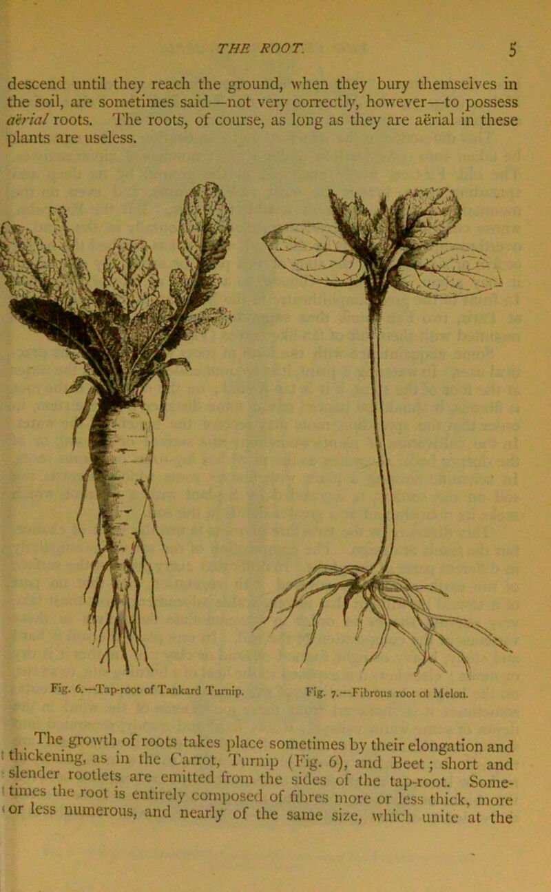 descend until they reach the ground, when they bury themselves in the soil, are sometimes said—not very correctly, however—to possess atrial roots. The roots, of course, as long as they are aerial in these plants are useless. Fig. 6.—Tap-root of Tankard Turnip. Fig. 7.—Fibrous root ot Melon. . . ,^ie. of roots takes place sometimes by their elongation and : thickening, as in the Carrot, Turnip (Fig. 6), and Beet; short and slender rootlets are emitted from the sides of the tap-root. Some- times the root is entirely composed of fibres more or less thick, more 1 or ess numerous, and nearly of the same size, which unite at the