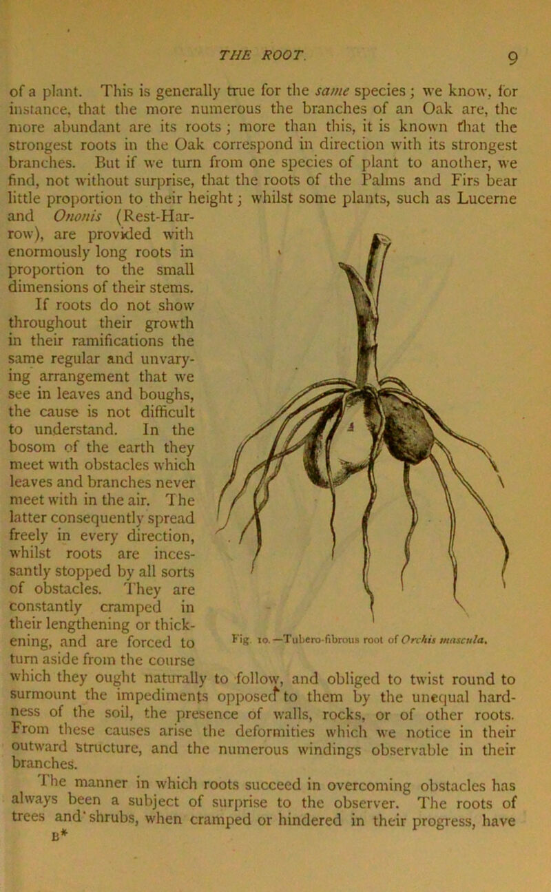 of a plant. This is generally true for the same species ; we know, for instance, that the more numerous the branches of an Oak are, the more abundant are its roots ; more than this, it is known that the strongest roots in the Oak correspond in direction with its strongest branches. But if we turn from one species of plant to another, we find, not without surprise, that the roots of the Palms and Firs bear little proportion to their height; whilst some plants, such as Lucerne and Ononis (Rest-Har- row), are provided with enormously long roots in proportion to the small dimensions of their stems. If roots do not show throughout their growth in their ramifications the same regular and unvary- ing arrangement that we see in leaves and boughs, the cause is not difficult to understand. In the bosom of the earth they meet with obstacles which leaves and branches never meet with in the air. The latter consequently spread freely in every direction, whilst roots are inces- santly stopped by all sorts of obstacles. They are constantly cramped in their lengthening or thick- ening, and are forced to Fig 10. —Tubero-fibrous root of Orchit mnscula. turn aside from the course which they ought naturally to follow, and obliged to twist round to surmount the impediments opposeef to them by the unequal hard- ness of the soil, the presence of walls, rocks, or of other roots. From these causes arise the deformities which we notice in their outward structure, and the numerous windings observable in their branches. J he manner in which roots succeed in overcoming obstacles has always been a subject of surprise to the observer. The roots of trees and shrubs, when cramped or hindered in their progress, have 13*