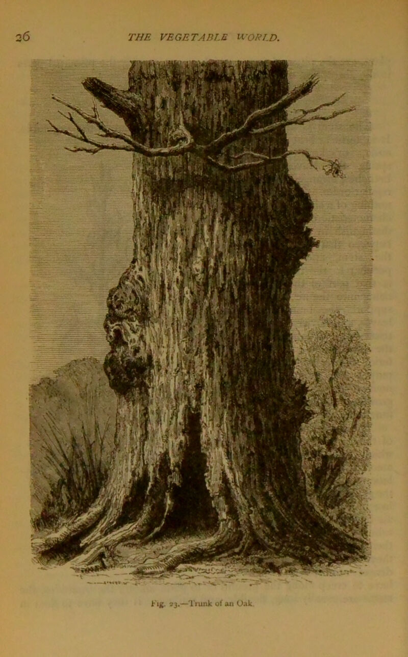 b'lg. 23.—Trunk of an Oak