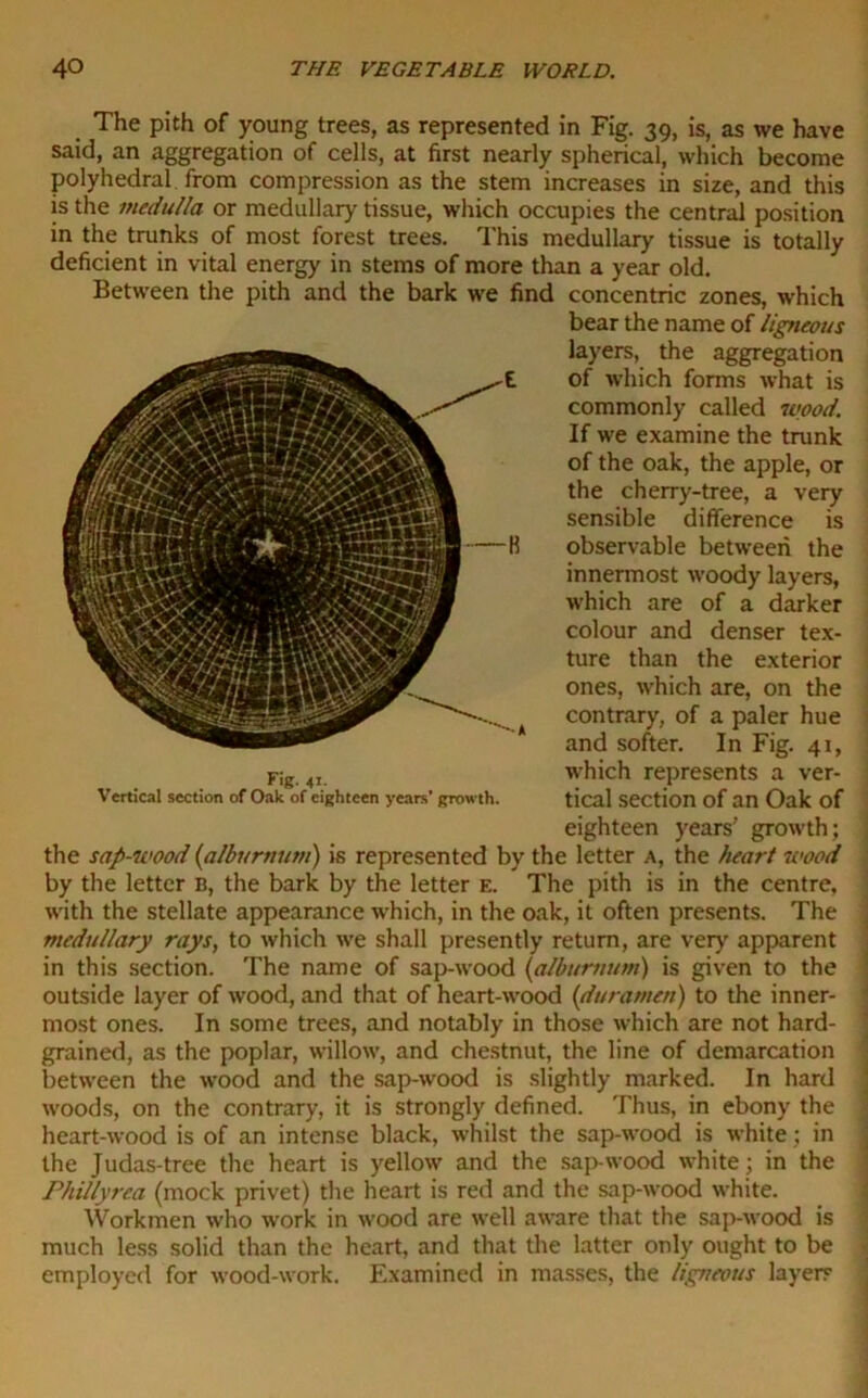 The pith of young trees, as represented in Fig. 39, is, as we have said, an aggregation of cells, at first nearly spherical, which become polyhedral from compression as the stem increases in size, and this is the medulla or medullary tissue, which occupies the central position in the trunks of most forest trees. This medullary tissue is totally deficient in vital energy in stems of more than a year old. Between the pith and the bark we find concentric zones, which bear the name of ligneous layers, the aggregation of which forms what is commonly called wood. If we examine the trunk of the oak, the apple, or the cherry-tree, a very sensible difference is observable between the innermost woody layers, which are of a darker colour and denser tex- ture than the exterior ones, which are, on the contrary, of a paler hue and softer. In Fig. 41, ris, which represents a ver- Vertical section of Oak of eighteen years' growth. tical Section of an Oak of eighteen years' growth; the sap-wood {alburnum) is represented by the letter a, the heart wood by the letter b, the bark by the letter e. The pith is in the centre, with the stellate appearance which, in the oak, it often presents. The medullary rays, to which we shall presently return, are very apparent in this section. The name of sap-wood {alburnum) is given to the outside layer of wood, and that of heart-wood {duramen) to the inner- most ones. In some trees, and notably in those which are not hard- grained, as the poplar, willow, and chestnut, the line of demarcation between the wood and the sap-wood is slightly marked. In hard woods, on the contrary, it is strongly defined. Thus, in ebony the heart-wood is of an intense black, whilst the sap-wood is white; in the Judas-tree the heart is yellow and the sap-wood white; in the Phillyrea (mock privet) the heart is red and the sap-wood white. Workmen who work in wood are well aware that the sap-wood is much less solid than the heart, and that the latter only ought to be employed for wood-work. Examined in masses, the ligneous layers