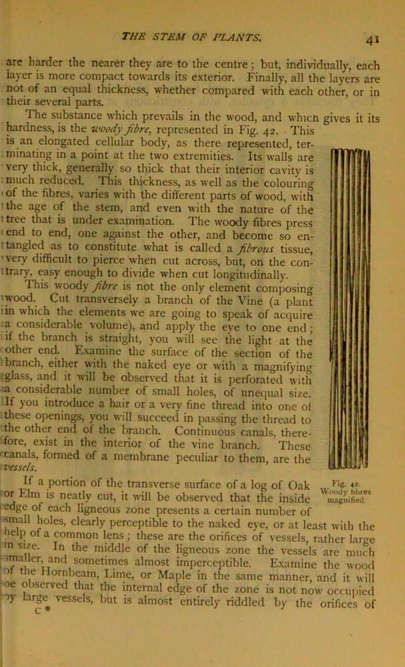 are harder the nearer they are to the centre; but, individually, each layer is more compact towards its exterior. Finally, all the layers are not of an equal thickness, whether compared with each other, or in their several parts. The substance which prevails in the wood, and whicft gives it its hardness, is the woody fibre, represented in Fig. 42. - This is an elongated cellular body, as there represented, ter- minating in a point at the two extremities. Its walls are very thick, generally so thick that their interior cavity is ;much reduced. This thickness, as well as the colouring * of the fibres, varies with the different parts of wood, with 1 the age of the stem, and even with the nature of the l tree that is under examination. The woody fibres press f end to end, one against the other, and become so en- . tangled as to constitute what is called a fibrous tissue, 'very difficult to pierce when cut across, but, on the con- trary, easy enough to divide when cut longitudinally. 1 his woody fibre is not the only element composing wood. Cut transversely a branch of the Vine (a plant :in which the elements we are going to speak of acquire a considerable volume), and apply the eye to one end ; if the branch is straight, you will see the light at the other end. Examine tire surface of the section of the branch, either with the naked eye or with a magnifying -glass, and it will be observed that it is perforated with a considerable number of small holes, of unequal size. If you introduce a hair or a very fine thread into one of these openings, you will succeed in passing the thread to the other end of the branch. Continuous canals, there- fore, exist in the interior of the vine branch. These 'canals, formed of a membrane peculiar to them, are the vessels. If a portion of the transverse surface of a log of Oak ' 's neatly cut, it will be observed that the inside ‘edge of each ligneous zone presents a certain number of : small holes, clearly perceptible to the naked eye, or at least with the . P of a common lens; these are the orifices of vessels, rather large nn size. In the middle of the ligneous zone the vessels are much ™a'ler'an(1 sometimes aimost imperceptible. Examine the wood , Hornbeam, Lime, or Maple in the same manner, and it will >e observed that the internal edge of the zone is not now occupied | y arg® vessels, but is almost entirely riddled by the orifices of c * Fig. 42. Woody fibres magnified.
