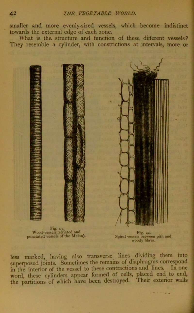 smaller and more evenly-sized vessels, which become indistinct towards the external edge of each zone. What is the structure and function of these different vessels? They resemble a cylinder, with constrictions at intervals, more or woody fibres. less marked, having also transverse lines dividing them into superposed joints. Sometimes the remains of diaphragms correspond in the interior of the vessel to these contractions and lines. In one word, these cylinders appear formed of cells, placed end. to end, the partitions of which have been destroyed. I heir exterior walls