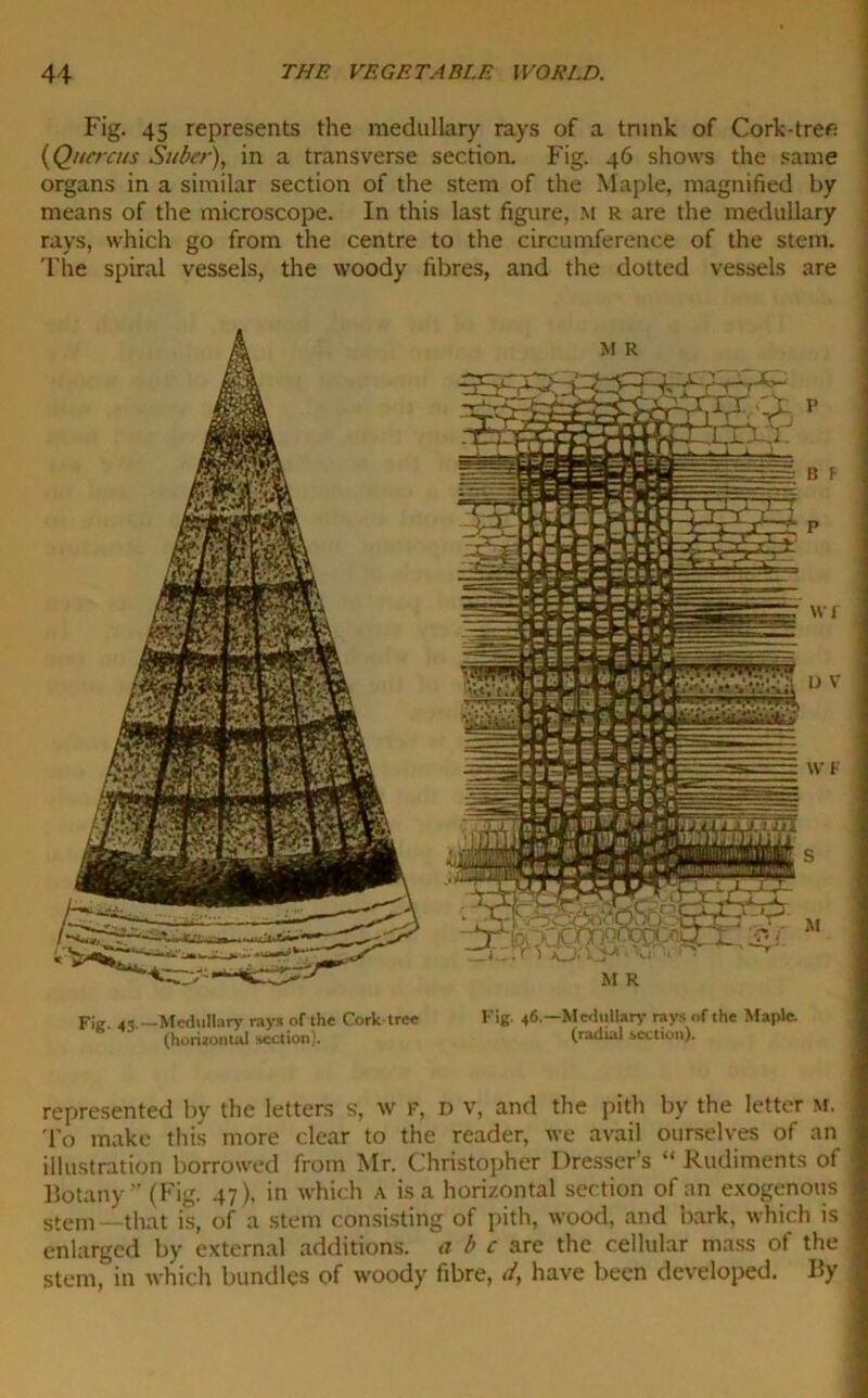 Fig. 45 represents the medullary rays of a trunk of Cork-tre* (Quercns Suber), in a transverse section. Fig. 46 shows the same organs in a similar section of the stem of the Maple, magnified by means of the microscope. In this last figure, m r are the medullary rays, which go from the centre to the circumference of the stem. The spiral vessels, the woody fibres, and the dotted vessels are M R r F Fig. 45.—Medullary rays of the Cork tree (horizontal section). M R Fig. 46.—Medullary rays of the Maple, (radial .section). represented by the letters s, w F, D v, and the pith by the letter M. j To make this more clear to the reader, we avail ourselves of an 1 illustration borrowed from Mr. Christopher Dresser’s “ Rudiments of j Botany ” (Fig. 47), in which a is a horizontal section of an exogenous 1 stem—that is, of a stem consisting of pith, wood, and bark, which is 9 enlarged by external additions, a b c are the cellular mass of the J stem, in which bundles of woody fibre, d, have been developed. By 1