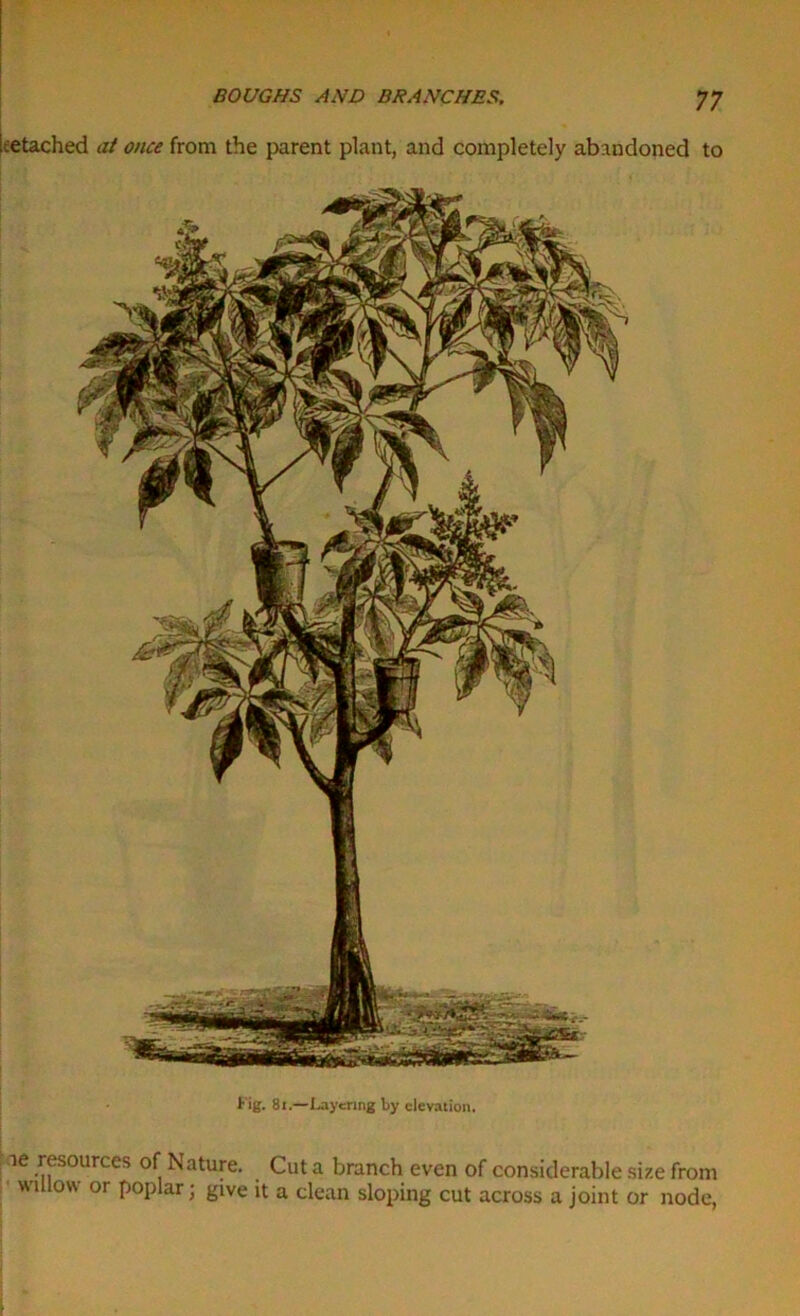 cetached at once from the parent plant, and completely abandoned to fr ig. 81.—Layering by elevation. ae resources of Nature. Cut a branch even of considerable size from willow or poplar; give it a clean sloping cut across a joint or node,