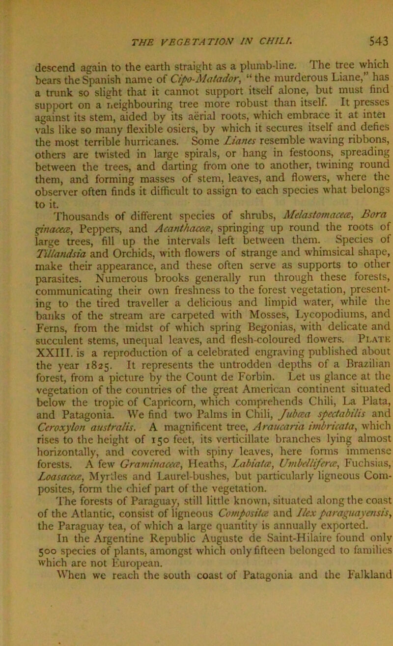 descend again to the earth straight as a plumb-line. The tree which bears the Spanish name of Cipo-Matador, “ the murderous Liane,” has a trunk so slight that it cannot support itself alone, but must find support on a neighbouring tree more robust than itself. It presses against its stem, aided by its aerial roots, which embrace it at intei vals like so many flexible osiers, by which it secures itself and defies the most terrible hurricanes. Some Lianes resemble waving ribbons, others are twisted in large spirals, or hang in festoons, spreading between the trees, and darting from one to another, twining round them, and forming masses of stem, leaves, and flowers, where the observer often finds it difficult to assign to each species what belongs to it. Thousands of different species of shrubs, Alelastofnacece, Bora ginacece, Peppers, and Acanthacece, springing up round the roots of large trees, fill up the intervals left between them. Species of Tillandsia and Orchids, with flowers of strange and whimsical shape, make their appearance, and these often serve as supports to other parasites. Numerous brooks generally run through these forests, communicating their own freshness to the forest vegetation, present- ing to the tired traveller a delicious and limpid water, while the banks of the stream are carpeted with Mosses, Lycopodiums, and Ferns, from the midst of which spring Begonias, with delicate and succulent stems, unequal leaves, and flesh-coloured flowers. Platk XXIII. is a reproduction of a celebrated engraving published about the year 1825. It represents the untrodden depths of a Brazilian forest, from a picture by the Count de Forbin. Let us glance at the vegetation of the countries of the great American continent situated below the tropic of Capricorn, which comprehends Chili, La Plata, and Patagonia. We find two Palms in Chili, Jitbcca spectabihs and Ceroxylon australis. A magnificent tree, Araucaria imbricata, which rises to the height of 150 feet, its verticillate branches lying almost horizontally, and covered with spiny leaves, here forms immense forests. A few Graminacece, Heaths, Labiatce, Utnbelliferce, Fuchsias, Loasacece, Myrtles and Laurel-bushes, but particularly ligneous Com- posites, form the chief part of the vegetation. The forests of Paraguay, still little known, situated along the coast of the Atlantic, consist of ligneous Composites and Ilex Paraguay crisis, the Paraguay tea, of which a large quantity is annually exported. In the Argentine Republic Auguste de Saint-Hilaire found only 500 species of plants, amongst which only fifteen belonged to families which are not European. When we reach the south coast of Patagonia and the Falkland