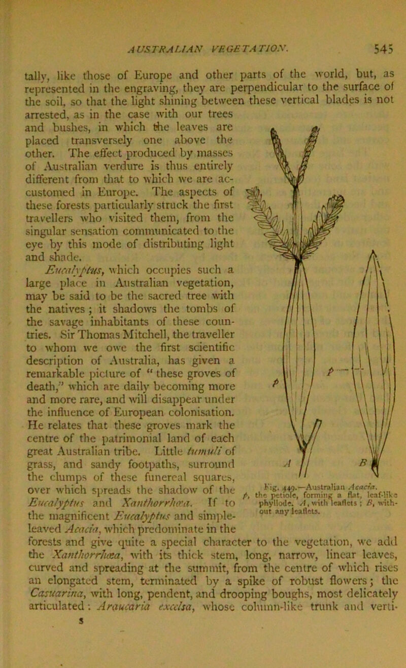 tally, like those of Europe and other parts of the world, but, as represented in the engraving, they are perpendicular to the surface of the soil, so that the light shining between these vertical blades is not arrested, as in the case with our trees and bushes, in which die leaves are placed transversely one above the other. The effect produced by masses of Australian verdure is thus entirely different from that to which we are ac- customed in Europe. The aspects of these forests particularly struck the first travellers who visited them, from the singular sensation communicated to the eye by this mode of distributing light and shade. Eucalyptus, which occupies such a large place in Australian vegetation, may be said to be the sacred tree with the natives ; it shadows the tombs of the savage inhabitants of these coun- tries. Sir Thomas Mitchell, the traveller to whom we owe the first scientific description of Australia, has given a remarkable picture of “ these groves of death,'’ which are daily becoming more and more rare, and will disappear under the influence of European colonisation. He relates that these groves mark the centre of the patrimonial land of each great Australian tribe. Little tumuli of grass, and sandy footpaths, surround the clumps of these funereal squares, over which spreads the shadow of the Eucalyptus and Xantkorrheea. If to the magnificent Eucalyptus and simple- leaved Acacia, which predominate in the forests and give quite a special character to the vegetation, we add the XauthorrJuea, with its thick stem, long, narrow, linear leaves, curved and spreading at the summit, from the centre of which rises an elongated stem, terminated by a spike of robust flowers; the Casuarina, with long, pendent, and drooping boughs, most delicately articulated: Araucaria cxcclsa, whose column-like trunk and verti- Kig. (40.—Australian Acacia. /, the petiole, forming a flat phyliode. A, with leaflets out any leaflets. a flat, leaf-lihe B, tvith-