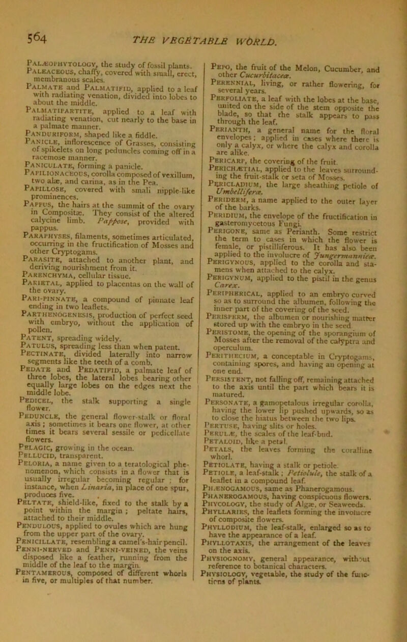 Pala-oiiiytology, the study of fossil plants. Paleaceous, chaffy, covered with small, erect, membranous scales. Palmate and Palmatifid, applied to a leaf with radiating venation, divided into lobes to about the middle. Palm atipartite, applied to a leaf with radiating venation, cut nearly to the base in a palmate manner, Panduriform, shaped like a fiddle. Panicle, inflorescence of Grasses, consisting of spikelets on long peduncles coming oflfina racemose manner. Paniculate, forming a panicle. Papilionaceous, corolla composed of vexillum, two ala:, and Carina, as in the Pea. Papillose, covered with smali nipple-like prominences. Pappus, the hairs at the summit of the ovary m Composite. They consist of the altered calycine limb. Pappose, provided with pappus. PARAPHYSES, filaments, sometimes articulated, occurring in the fructification of Mosses and other Cryptogams. Parasite, attached to another plant, and deriving nourishment from it. Parenchyma, cellular tissue. Parietal, applied to placentas on the wall of the ovary. Pari-pinnate, a compound of pinnate leaf ending in two leaflets. Parthenogenesis, production of perfect seed with embryo, without the application of pollen. Patent, spreading widely. Patulus, spreading less than when patent. Pectinate, divided laterally into narrow segments like the teeth of a comb. Pedate and Pedatipid, a palmate leaf of three lobes, the lateral lobes bearing other equally large lobes on the edges next the middle lobe. Pedicel, the stalk supporting a single flower. Peduncle, the general flower-stalk or floral [ axis ; sometimes it bears one flower, at other times it bears several sessile or pedicellate flowers. Pelagic, growing in the ocean. Pellucid, transparent. Peloria, a name given to a teratological phe- nomenon, which consists in a flower that is I usually irregular becoming regular ; for 1 instance, when Linaria, in place of one spur, produces five. Peltate, shield-like, fixed to the stalk by a point within the margin ; peltate hairs, attached to their middle. Pendulous, applied to ovules which are hung from the upper part of the ovary. Pknicillate, resemblinga camel's-hairpencil. Penni-nrrved and Pknni-vkined, the veins disposed like a feather, running from the ' middle of the leaf to the margin Pentamerous, composed of different whorls in five, or multiples of that number. Pei*o, the fruit of the Melon, Cucumber, and other Cucurbitacea. Perennial, living, or rather flowering, for several years. Perfoliate, a leaf with the lobes at the base, united on the side of the stem opposite the blade, so that the sulk appears to nass through the leaf. Perianth, a general name for the floral envelopes ; applied in cases where there is only a calyx, or where the calyx and corolla are alike. Pericarp, the covering of (he fruit. Pekiciletial, applied to the leaves surround- ing the fruit-stalk or seta of Mosses. Pericladium, the large sheathing petiole of Umbellifertx. Periderm, a name applied to the outer layer of the barks. Peridium, the envelope of the fructification in gasteromycetous Fungi. Perigone, same as Perianth. Some restrict the term to cases in which the flower is female, or pistilliferous. It has also been applied to the involucre of Jungemannieie. Perigynous, applied to the corolla and sta- mens when attached to the calyx. Perigynum, applied to the pistil in the genus Carex. Perifhhrical, applied to an embryo curved so as to surround the albumen, following the inner part of the covering of the seed. Perisperm, the albumen or nourishing matter stored up with the embryo in the seed Peristome, the opening of the sporangium of Mosses after the removal of the calyptra and operculum. Perithecium, a conceptable in Cryptogams, containing spores, and having ail opening at one end. Persistent, not falling off, remaining attached to the axis until the part which bears it is matured. Personate, a gamopetalous irregular corolla, having the lower lip pushed upwards, so as to close the hiatus between the two lips. I’ertuse, having slits or holes. Perul.e, the scales of the leaf-bud. Petaloid, like a petal Petals, the leaves forming the coralline whorl. Petiolate, having a stalk or petiole. Petiole, a leaf-stalk ; P-etiolule, the stalk of a leaflet in a compound leaf. Ph.enogamous, same as Phanerogamous. Phanerogamous, having conspicuous flowers. Phycology, the study of Alg®, or Seaweeds. Phyllariks, the leaflets forming the involucre of composite flowers. Phyllodium, the leaf-stalk, enlarged so as to have the appearance of a leaf. Phyllotaxis, the arrangement of the leaves on the axis. Physiognomy, general appearance, without reference to botanical characters. Physiology, vegetable, the study of the func- tions of plants.