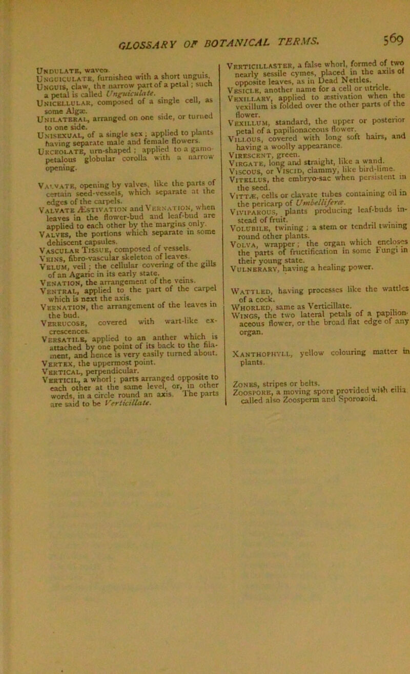 UNDULATB, wavra. , Unguiculate, furnishco with a short unguis. Unguis, daw, the narrow part of a petal; such a petal is called Unguiculate. Unicellular, composed of a single cell, as some Alga;. , . Unilateral, arranged on one side, or turneu to one side. , Unisexual, of a single sex ; applied to plants having separate male and female flowers. Ukckolatb, urn-shaped ; applied to a gamo petalous globular corolla with a narrow opening. Va'.vate, opening by valves, like the parts of certain seed-vessels, which separate at the edges of the carpels. Valvate /Estivation and Vernation, when leaves in the flower-bud and leaf-bud are applied to each other by the margins only. Valves, the portions which separate in some dehiscent capsules. Vascular Tissue, composed of vessels. Veins, fibro-vascular skeleton of leaves Velum, veil ; the cellular covering of the gdls of an Agaric in its early state. Venation, the arrangement of the veins. Ventral, applied to the part of the carpel which is next the axis. Vernation, the arrangement of the leaves in the bud. Verrucose, covered with wart-1 ike ex- crescences. , . , Versatile, applied to an anther which is attached by one point of its back to the nl.i* ment, and hence is very easily turned about. Vertex, the uppermost point. Vertical, perpendicular. Verticil, a whorl; parts arranged opposite to each other at the same level, or, in other words, in a circle round an axis. I he parts are said to be Verticillate. Verticillaster, a false whorl, formed of two nearly sessile cymes, placed in the axils ol opposite leaves, as in Dead Nettles. Vesicle, another uame for a cell or utricle. Vkxii.laky, applied to estivation when the vexillum is folded over the other parts of the flower. . Vexillum, standard, the upper or posterior petal of a papilionaceous flower. Villous, covered with long soft hairs, and having a woolly appearance Virescent, green. Virgate, long and straight, like a wand. Viscous, or Viscid, clammy, like bird-lime. Vitellus, the embryo-sac when persistent m the seed. , , . VittvE, cells or clavate tubes containing oil m the pericarp of Umbellifercr. Viviparous, plants producing leaf-buds in- stead of fruit. Volubilk, twining ; a stem or tendril twining round other plants. Volva, wrapper; the organ which encloses the parts of fructification in some r ungi in their young state. Vulnerary, having a healing power. Wattled, having processes like the wattles of a cock. . Whorled, same as Verticillate. Wings, the two lateral petals of a papilion- aceous flower, or the broad flat edge or any organ. Xanthophyll, yellow colouring matter in plants. Zones, stripes or belts. ... Zoospore, a moving spore provided with eun called also Zoosperm and Sporoaoid.