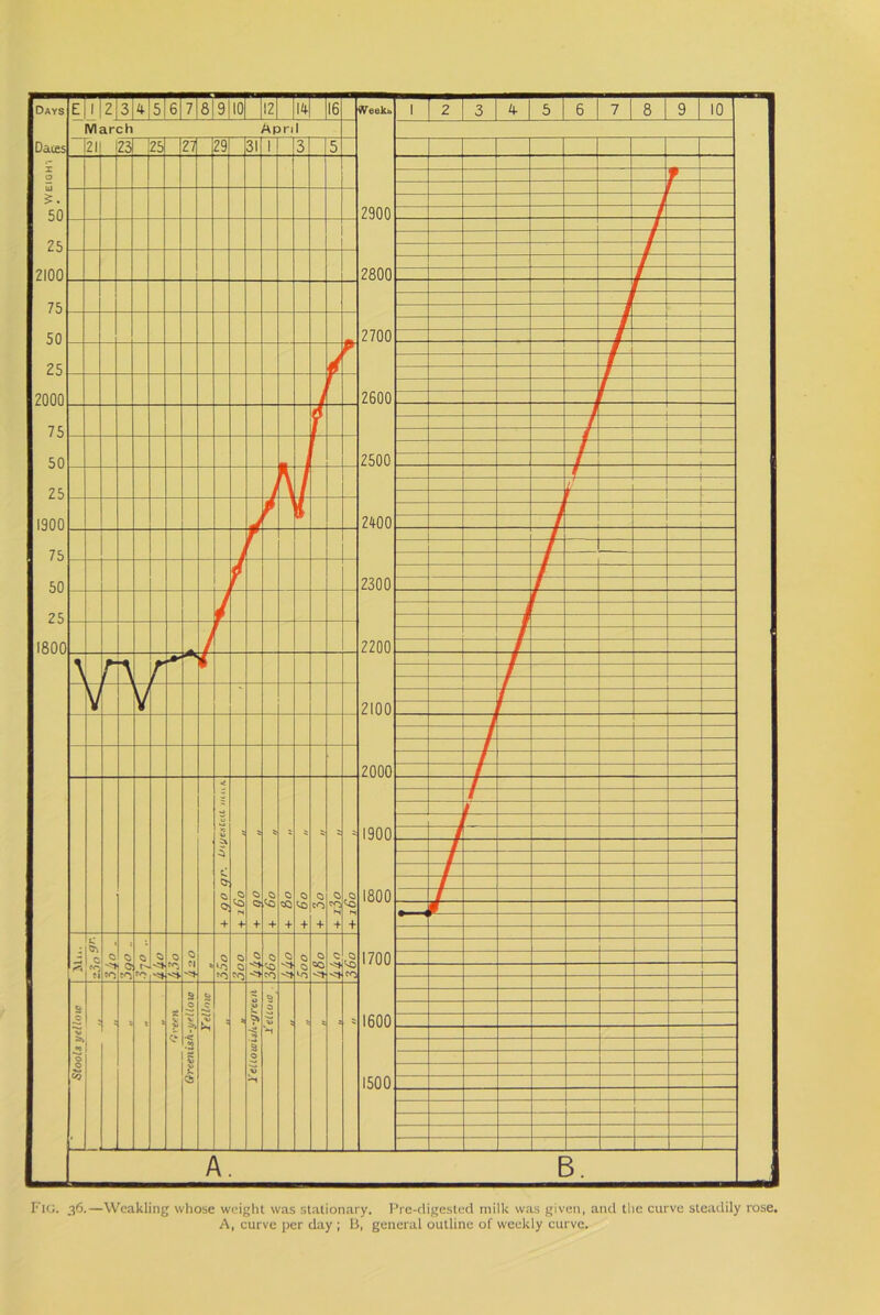 Fig. 36.—Weakling whose weight was stationary. Pre-digested milk was given, and the curve steadily rose. A, curve per day ; B, general outline of weekly curve.