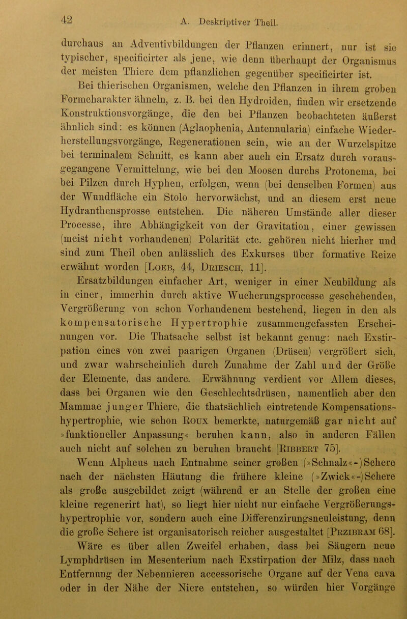 durcliaus an Adventivbilclmigeu der Pflanzen erinnert, nur ist sie typischer, speciflcirter als jene, wie denn überhaupt der Organismus der meisten Thiere dem pflanzlichen gegenüber speciflcirter ist. Hei thierischen Organismen, welche den Pflanzen in ihrem groben Formcharakter ähneln, z. B. bei den Hydroiden, Anden wir ersetzende Konstruktions Vorgänge, die den bei Pflanzen beobachteten äußerst ähnlich sind: es können (Aglaophenia, Antennularia) einfache Wieder- herstellungsvorgänge, Kegenerationen sein, wie an der Wurzelspitze bei terminalem Schnitt, es kann aber auch ein Ersatz durch voraus- gegangene Vermittelung, wie bei den Moosen durchs Protonema, bei bei Pilzen durch Hyphen, erfolgen, wenn (bei denselben Formen) aus der Wundfläche ein Stolo hervor wächst, und an diesem erst neue Hydranthensprosse entstehen. Die näheren Umstände aller dieser Processe, ihre Abhängigkeit von der Gravitation, einer gewissen (meist nicht vorhandenen) Polarität etc. gehören nicht hierher und sind zum Theil oben anlässlich des Exkurses über formative Reize erwähnt worden [Loeb, 44, Dkiesch, 11]. Ersatzbildungen einfacher Art, weniger in einer Neubildung als in einer, immerhin durch aktive Wucherungsprocesse geschehenden, Vergrößerung von schon Vorhandenem bestehend, liegen in den als kompensatorische Hypertrophie zusammengefassten Erschei- nungen vor. Die Thatsache selbst ist bekannt genug; nach Exstir- pation eines von zwei paarigen Organen (Drüsen) vergrößert sich, und zwar wahrscheinlich durch Zunahme der Zahl und der Größe der Elemente, das andere. Erwähnung verdient vor Allem dieses, dass bei Organen wie den Geschlechtsdrüsen, namentlich aber den Mammae junger Thiere, die thatsächlich eintretende Kompensations- hypertrophie, wie schon Roux bemerkte, naturgemäß gar nicht auf »funktioneller Anpassung« beruhen kann, also in anderen Fällen auch nicht auf solchen zu beruhen braucht [Ribbert 75]. Wenn Alpheus nach Entnahme seiner großen (»Schnalz«-)Schere nach der nächsten Häutung die frühere kleine (»Zwick«-)Schere als große ausgebildet zeigt (während er an Stelle der großen eine kleine regenerirt hat), so liegt hier nicht nur einfache Vergrößerungs- hypertrophie vor, sondern auch eine Differenzirungsneuleistung, denn die große Schere ist organisatorisch reicher ausgestaltet [Przibram 68]. Wäre es über allen Zweifel erhaben, dass bei Säugern neue Lymphdrüsen im Mesenterium nach Exstirpation der Milz, dass nach Entfernung der Nebennieren accessorische Organe auf der Vena cava oder in der Nähe der Niere entstehen, so würden hier Vorgänge