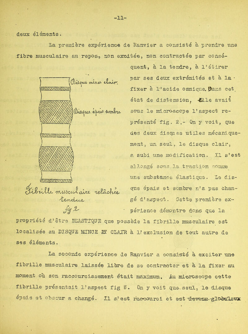 -11- deux éléments. La première expérience de Ranvier s, consisté à prendre une fibre musculaire au repos-, non excitée, non contractée par consé- quent, à la tendre, à 15 étirer r m77777777777777/k [fa .M/j d-UÆ MvlI'lC,”- i cXou. U4P MX elol vT77777777T77TÏÏ77Tî\ UL O-Jjix Jf 1 ft*' par ses deux extrémités et à la • fixer à l’acide osmique. 0ans cet. état de distension^ -fille avait sous le microscope l’aspect re- présenté fig, 2.- On y voit, que des d eux dis qu es ut il e s mé canl que - ment, un seul, le disque clair, a subi une modification. ïl s’est allongé sous la traction comme uns substance élastique. Le dis- que épais et sombre n’a pas chan- ge d-’ aspect . Dette première ex- périence démontre donc que la propriété d’être lOI/LSITQUS que possède la fibrille musculaire est localisée au DISQUE MIN-OS ST CLAIR à 1? exclusion de tout autre de ses éléments, La second e expérience de Ranvier a consisté à exciter une fibrille musculaire laissée libre de se contracter et à la fixer au moment ou son raccourcissement était msjdmum. Au mitcroscope cette fibrille présentait l’aspect fig S* Qn y voit qae..seui3 le disque épais et obscur a changé. XI s lest racpcouroi et est <tdç-wïHî--glî