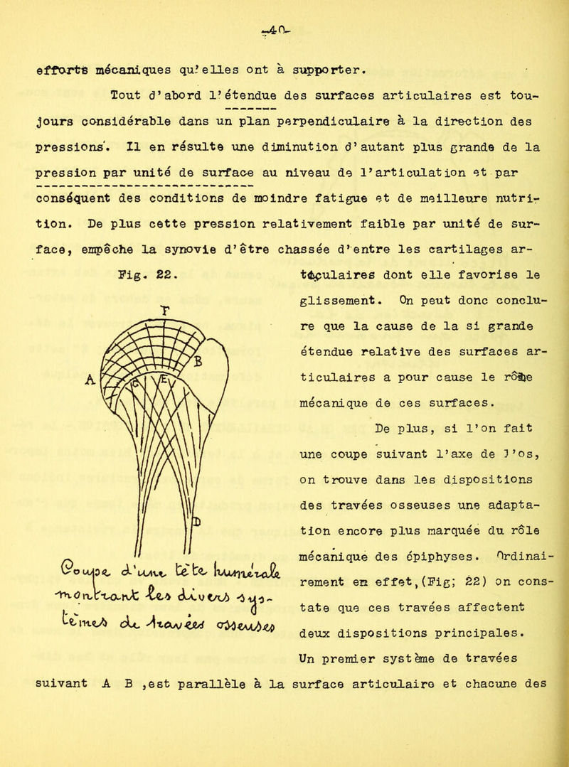 (V- efftxrtré mécaniques quelles ont à supporter. Tout d’abord l’étendue des surfaces articulaires est tou- jours considérable dans un plan perpendiculaire à la direction des pressions'. Il en résulte une diminution d’autant plus grande de la pression par unité de surface au niveau de l’articulation et par conséquent des conditions de moindre fatigue et de meilleure nutri- tion. De plus cette pression relativement faible par unité de sur- face, empêche la synovie d’être chassée d’entre les cartilages ar- ticulaires dont elle favorise le glissement. On peut donc conclu- re que la cause de la si grande étendue relative des surfaces ar- ticulaires a pour cause le rôtie mécanique de ces surfaces. De plus, si l’on fait une coupe suivant l’axe de l’os, on trouve dans les dispositions des travées osseuses une adapta- tion encore plus marquée du rôle mécanique des opiphyses. Ordinai rement en effet>(Fig; 22) on cons tate que ces travées affectent deux dispositions principales. Un premier système de travées suivant A B ,est parallèle à la surface articulaire et chacune des