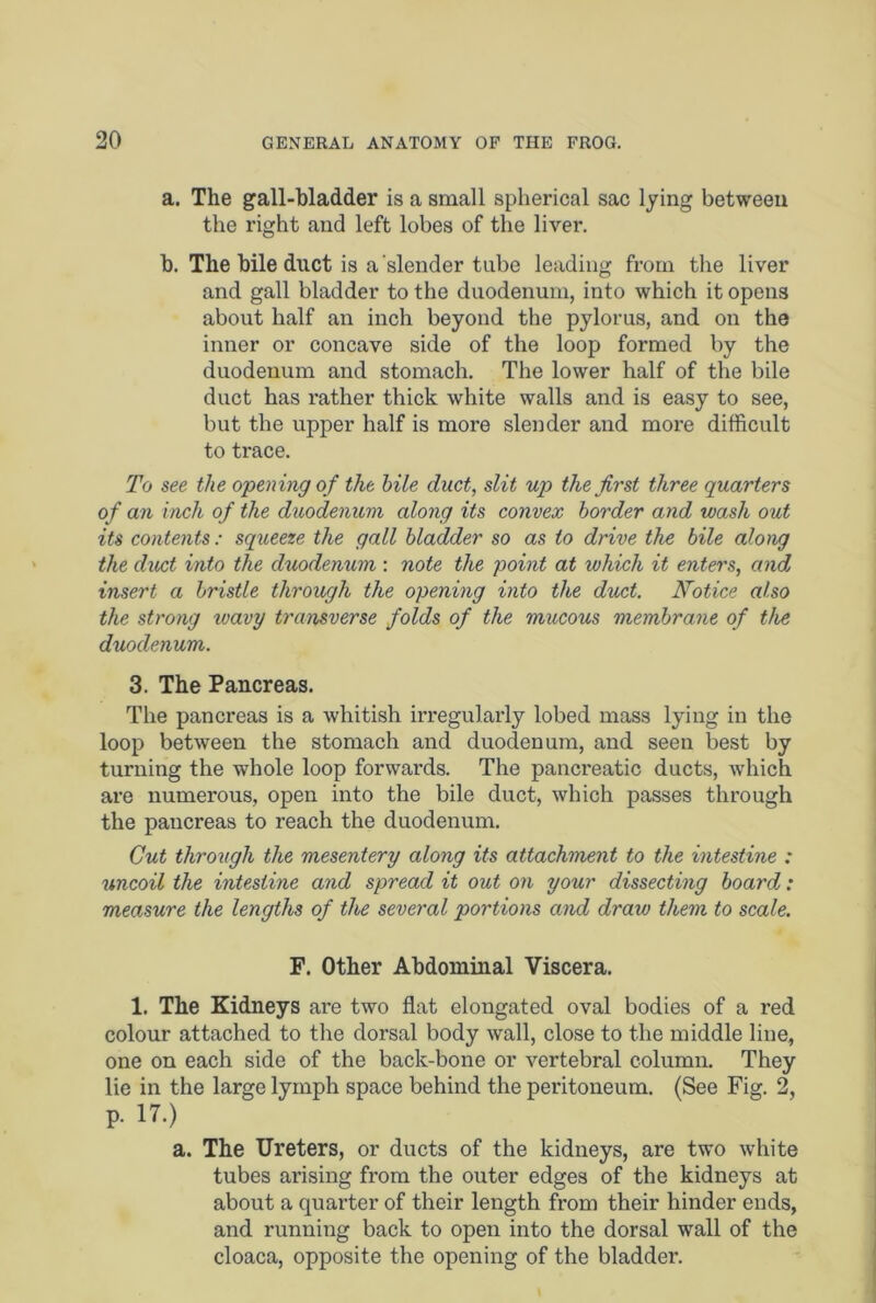 a. The gall-bladder is a small spherical sac lying between the right and left lobes of the liver. b. The bile duct is a slender tube leading from the liver and gall bladder to the duodenum, into which it opens about half an inch beyond the pylorus, and on the inner or concave side of the loop formed by the duodenum and stomach. The lower half of the bile duct has rather thick white walls and is easy to see, but the upper half is more slender and more difficult to trace. To see the opening of the bile duct, slit up the first three quarters of an inch of the duodenum along its convex border and wash out its contents : squeeze the gall bladder so as to drive the bile along the duct into the duodenum : note the point at which it enters, and insert a bristle through the opening into the duct. Notice also the strong wavy transverse folds of the mucous membrane of the duodenum. 3. The Pancreas. The pancreas is a whitish irregularly lobed mass lying in the loop between the stomach and duodenum, and seen best by turning the whole loop forwards. The pancreatic ducts, which are numerous, open into the bile duct, which passes through the paucreas to reach the duodenum. Gut through the mesentery along its attachment to the intestine : uncoil the intestine and spread it out on your dissecting board: measure the lengths of the several portions and draw them to scale. F. Other Abdominal Viscera. 1. The Kidneys are two flat elongated oval bodies of a red colour attached to the dorsal body wall, close to the middle line, one on each side of the back-bone or vertebral column. They lie in the large lymph space behind the peritoneum. (See Fig. 2, p. 17.) a. The Ureters, or ducts of the kidneys, are two white tubes arising from the outer edges of the kidneys at about a quarter of their length from their hinder ends, and running back to open into the dorsal wall of the cloaca, opposite the opening of the bladder.