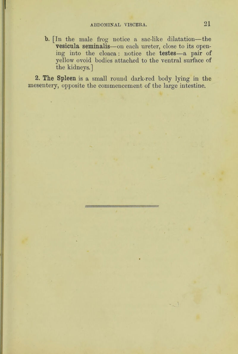 1). [In the male frog notice a sac-like dilatation—the vesicula seminalis—on each ureter, close to its open- ing into the cloaca : notice the testes—a pair of yellow ovoid bodies attached to the ventral surface of the kidneys.] 2. The Spleen is a small round dark-red body lying in the mesentery, opposite the commencement of the large intestine.