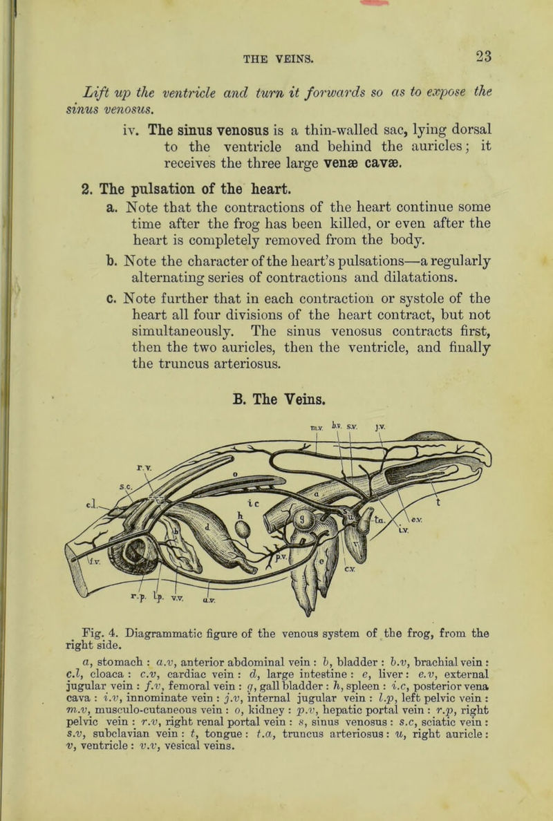 Lift up the ventricle and turn it forwards so as to expose the sinus venosus. iv. The sinus venosus is a thin-walled sac, lying dorsal to the ventricle and behind the auricles; it receives the three large venae cavae. 2. The pulsation of the heart. a. Note that the contractions of the heart continue some time after the frog has been killed, or even after the heart is completely removed from the body. b. Note the character of the heart’s pulsations—a regularly alternating series of contractions and dilatations. C. Note further that in each contraction or systole of the heart all four divisions of the heart contract, but not simultaneously. The sinus venosus contracts first, then the two auricles, then the ventricle, and finally the truncus arteriosus. B. The Veins. Pig. 4. Diagrammatic figure of the venous system of the frog, from the right side. a, stomach : a.v, anterior abdominal vein : b, bladder : b.v, brachial vein : c.l, cloaca: c.v, cardiac vein: d, large intestine: e, liver: e.v, external jugular vein : f.v, femoral vein : g, gallbladder : h, spleen : i.c, posterior vena cava : i.v, innominate vein : j.v, internal jugular vein : l.p, left pelvic vein : m.v, musculo-cutaneous vein : o, kidney : p.v, hepatic portal vein : r.p, right pelvic vein : r.v, right renal portal vein : s, sinus venosus : s.c, sciatic vein : s.v, subclavian vein: t, tongue: t.a, truncus arteriosus: u, right auricle: v, ventricle : v.v, vesical veins.