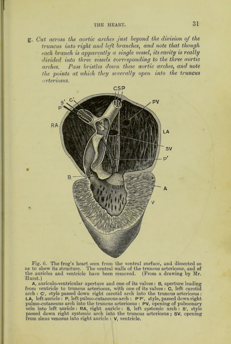 THE HEART. Fig. G. The frog’s heart seen from the ventral surface, and dissected so as to show its structure. The ventral walls of the truncus arteriosus, and of the auricles and ventricle have been removed. (From a drawing by Mr. Hurst.) A, auriculo-ventricular aperture and one of its valves : B, aperture leading from ventricle to truncus arteriosus, with one of its valves: C, left carotid arch : C', style passed down right carotid arch into the truncus arteriosus: LA, left auricle: P, left pulmo-cutaneous arch : P'P', style, passed downright pulmo-cutaneous arch into the trancus arteriosus : PV, opening of pulmonary vein into left auricle: RA, right auiicle: S, left systemic arch: S', style passed down right systemic arch into the truncus arteriosus; SV, opening from sinus venosus into right auricle : V, ventxicle. g. Cut across the, aortic arches just beyond the division of the truncus into right and left branches, and note that though each branch is apparently a single vessel, its cavity is really divided into three vessels corresponding to the three aortic arches. Pass bristles down these aortic arches, and note the points at which they severally open into the truncus arteriosus. CSP