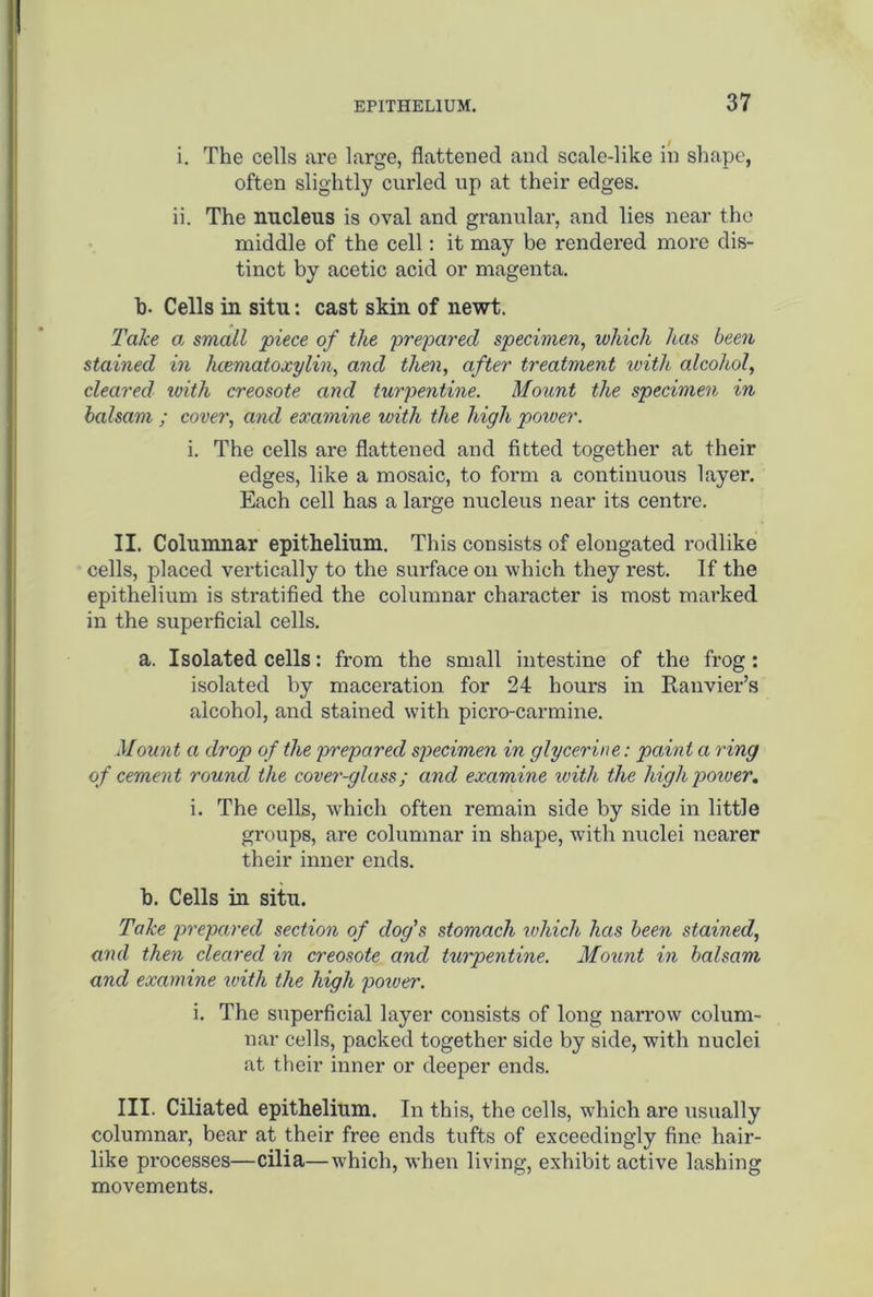 i. The cells are large, flattened and scale-like in shape, often slightly curled up at their edges. ii. The nucleus is oval and granular, and lies near the middle of the cell: it may be rendered more dis- tinct by acetic acid or magenta. b. Cells in situ: cast skin of newt. Take a small piece of the 'prepared specimen, which has been stained in hcematoxylin, and then, after treatment with alcohol, cleared with creosote and turpentine. Mount the specimen in balsam ; cover, and examine with the high power. i. The cells are flattened and fitted together at their edges, like a mosaic, to form a continuous layer. Each cell has a large nucleus near its centre. II. Columnar epithelium. This consists of elongated rodlike cells, placed vertically to the surface on which they rest. If the epithelium is stratified the columnar character is most marked in the superficial cells. a. Isolated cells: from the small intestine of the frog : isolated by maceration for 24 hours in Ranvier’s alcohol, and stained with picro-carmine. Mount a drop of the prepared specimen in glycerine: paint a ring of cement round the cover-glass; and examine with the high power. i. The cells, which often remain side by side in little groups, are columnar in shape, with nuclei nearer their inner ends. b. Cells in situ. Take prepared section of dog's stomach which has been stained, and then cleared in creosote and turpentine. Mount in balsam and examine with the high power. i. The superficial layer consists of long narrow colum- nar cells, packed together side by side, with nuclei at their inner or deeper ends. III. Ciliated epithelium. In this, the cells, which are usually columnar, bear at their free ends tufts of exceedingly fine hair- like processes—cilia—which, when living, exhibit active lashing movements.