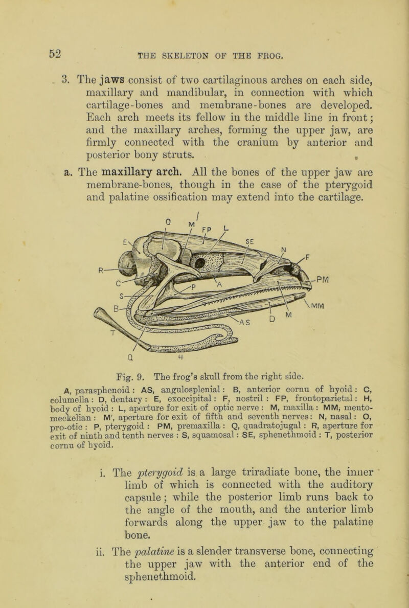 3. The jaws consist of two cartilaginous arches on each side, maxillary and mandibular, in connection with which cartilage-bones and membrane-bones are developed. Each arch meets its fellow in the middle line in front; and the maxillary arches, forming the upper jaw, are firmly connected with the cranium by anterior and posterior bony struts. , a. The maxillary arch. All the bones of the upper jaw are membrane-bones, though in the case of the pterygoid and palatine ossification may extend into the cartilage. Q H Fig. 9. The frog’s skull from the right side. A, parasphenoid: AS, angulosplenial: B, anterior cornu of hyoid: C, columella: D, dentary : E, exoccipital: F, nostril : FP, frontoparietal: H, body of hyoid : L, aperture for exit of optic nerve : M, maxilla : MM, mento- meckelian: M', aperture for exit of fifth and seventh nerves: N, nasal: O, pro-otic : P, pterygoid : PM, pi-emaxilla : Q, quadratojugal: F?, aperture for exit of ninth and tenth nerves : S, squamosal: SE, sphenethmoid : T, posterior cornu of hyoid. i. The pterygoid is a large triradiate bone, the inner ' limb of which is connected with the auditory capsule; while the posterior limb runs back to the angle of the mouth, and the anterior limb forwards along the upper jaw to the palatine bone. ii. The palatine is a slender transverse bone, connecting the upper jaw with the anterior end of the sphenethmoid.