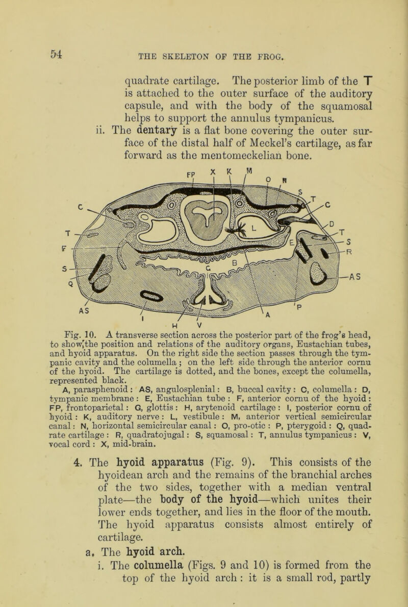 E>4 quadrate cartilage. The posterior limb of the T is attached to the outer surface of the auditory capsule, and with the body of the squamosal helps to support the annulus tympanicus. ii. The dentary is a flat bone covering the outer sur- face of the distal half of Meckel’s cartilage, as far forward as the mentomeckelian bone. and hyoid apparatus. On the right side the section passes through the tym- panic cavity and the columella ; on the left side through the anterior cornu of the hyoid. The cartilage is dotted, and the hones, except the columella, represented black. A, parasphenoid : AS, angulosplenial: B, buccal cavity: C, columella : D, tympanic membrane : E, Eustachian tube : F, anterior cornu of the hyoid : FP, frontoparietal: G, glottis : H, arytenoid cartilage : I, posterior cornu of hyoid : K, auditory nerve: L, vestibule: M, anterior vertical semicircular canal: N, horizontal semicircular canal: O, pro-otic : P, pterygoid : Q, quad- rate cartilage : R, quadratojugal: S, squamosal: T, annulus tympanicus : V, vocal cord : X, mid-brain. 4. The hyoid apparatus (Fig. 9). This consists of the hyoidean arch and the remains of the branchial arches of the two sides, together with a median ventral plate—the body of the hyoid—which unites their lower ends together, and lies in the floor of the mouth. The hyoid apparatus consists almost entirely of cartilage. a. The hyoid arch. i. The columella (Figs. 9 and 10) is formed from the top of the hyoid arch : it is a small rod, partly