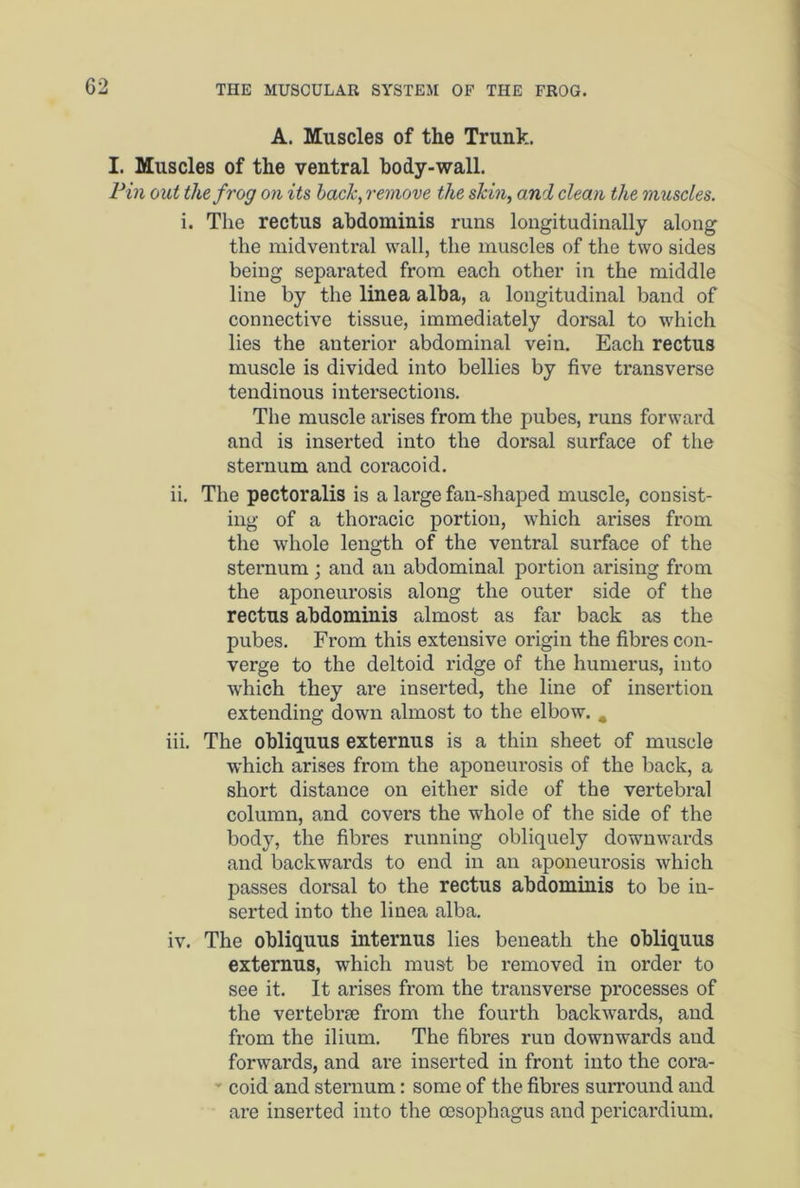 A. Muscles of the Trunk. I. Muscles of the ventral hody-wall. Pin out the frog on its back, remove the skin, and clean the muscles. i. The rectus abdominis runs longitudinally along the midventral wall, the muscles of the two sides being separated from each other in the middle line by the linea alba, a longitudinal band of connective tissue, immediately dorsal to which lies the anterior abdominal vein. Each rectus muscle is divided into bellies by five transverse tendinous intersections. The muscle arises from the pubes, runs forward and is inserted into the dorsal surface of the sternum and coracoid. ii. The pectoralis is a large fan-shaped muscle, consist- ing of a thoracic portion, which arises from the whole length of the ventral surface of the sternum ; and an abdominal portion arising from the aponeurosis along the outer side of the rectus abdominis almost as far back as the pubes. From this extensive origin the fibres con- verge to the deltoid ridge of the humerus, into which they are inserted, the line of insertion extending down almost to the elbow. * iii. The obliquus externus is a thin sheet of muscle which arises from the aponeurosis of the back, a short distance on either side of the vertebral column, and covers the whole of the side of the body, the fibres running obliquely downwards and backwards to end in an aponeurosis which passes dorsal to the rectus abdominis to be in- serted into the linea alba. iv. The obliquus internus lies beneath the obliquus externus, which must be removed in order to see it. It arises from the transverse processes of the vertebra; from the fourth backwards, and from the ilium. The fibres run downwards and forwards, and are inserted in front into the cora- ■ coid and sternum: some of the fibres surround and are inserted into the oesophagus and pericardium.