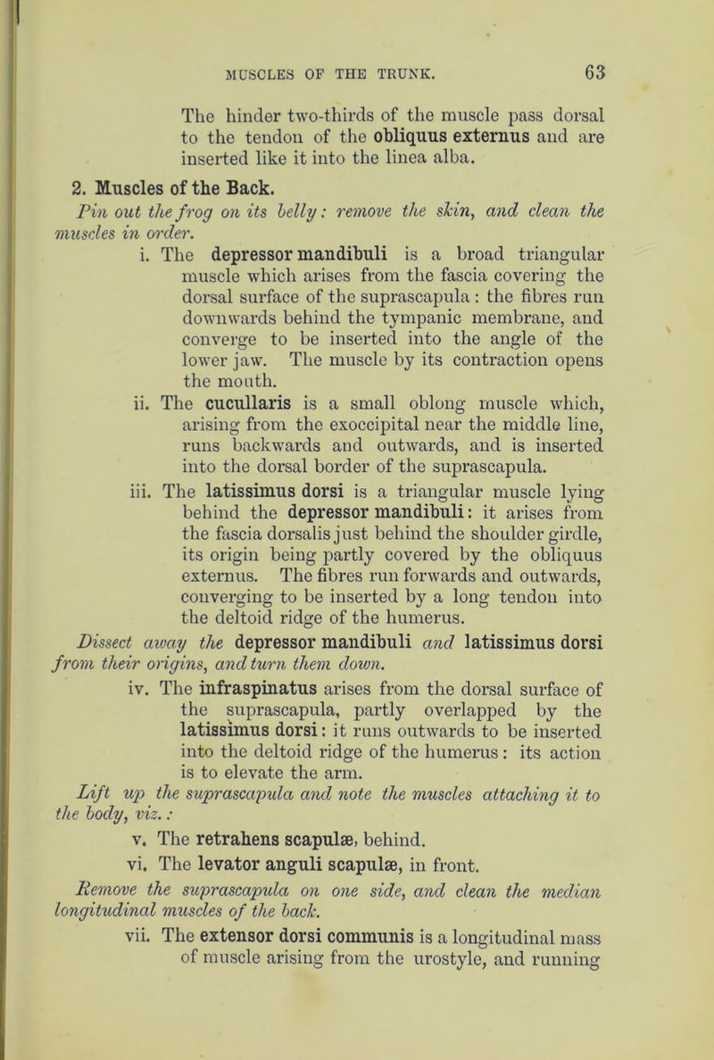 The hinder two-thirds of the muscle pass dorsal to the tendon of the obliquus externus and are inserted like it into the linea alba. 2. Muscles of the Back. Pinout the frog on its belly: remove the shin, and clean the muscles in order. i. The depressor mandibuli is a broad triangular muscle which arises from the fascia covering the dorsal surface of the suprascapula : the fibres run downwards behind the tympanic membrane, and converge to be inserted into the angle of the lower jaw. The muscle by its contraction opens the mouth. ii. The cucullaris is a small oblong muscle which, arising from the exoccipital near the middle line, runs backwards and outwards, and is inserted into the dorsal border of the suprascapula. iii. The latissimus dorsi is a triangular muscle lying behind the depressor mandibuli: it arises from the fascia dorsalis just behind the shoulder girdle, its origin being partly covered by the obliquus externus. The fibres run forwards and outwards, converging to be inserted by a long tendon into the deltoid ridge of the humerus. Dissect away the depressor mandibuli and latissimus dorsi from their origins, and turn them down. iv. The infraspinatus arises from the dorsal surface of the suprascapula, partly overlapped by the latissimus dorsi: it runs outwards to be inserted into the deltoid ridge of the humerus : its action is to elevate the arm. Lift up the suprascapula and note the muscles attaching it to the body, viz. : v. The retrabens scapulae, behind. vi. The levator anguli scapulae, in front. Remove the suprascapula on one side, and clean the median longitudinal muscles of the back. vii. The extensor dorsi communis is a longitudinal mass of muscle arising from the urostyle, and running