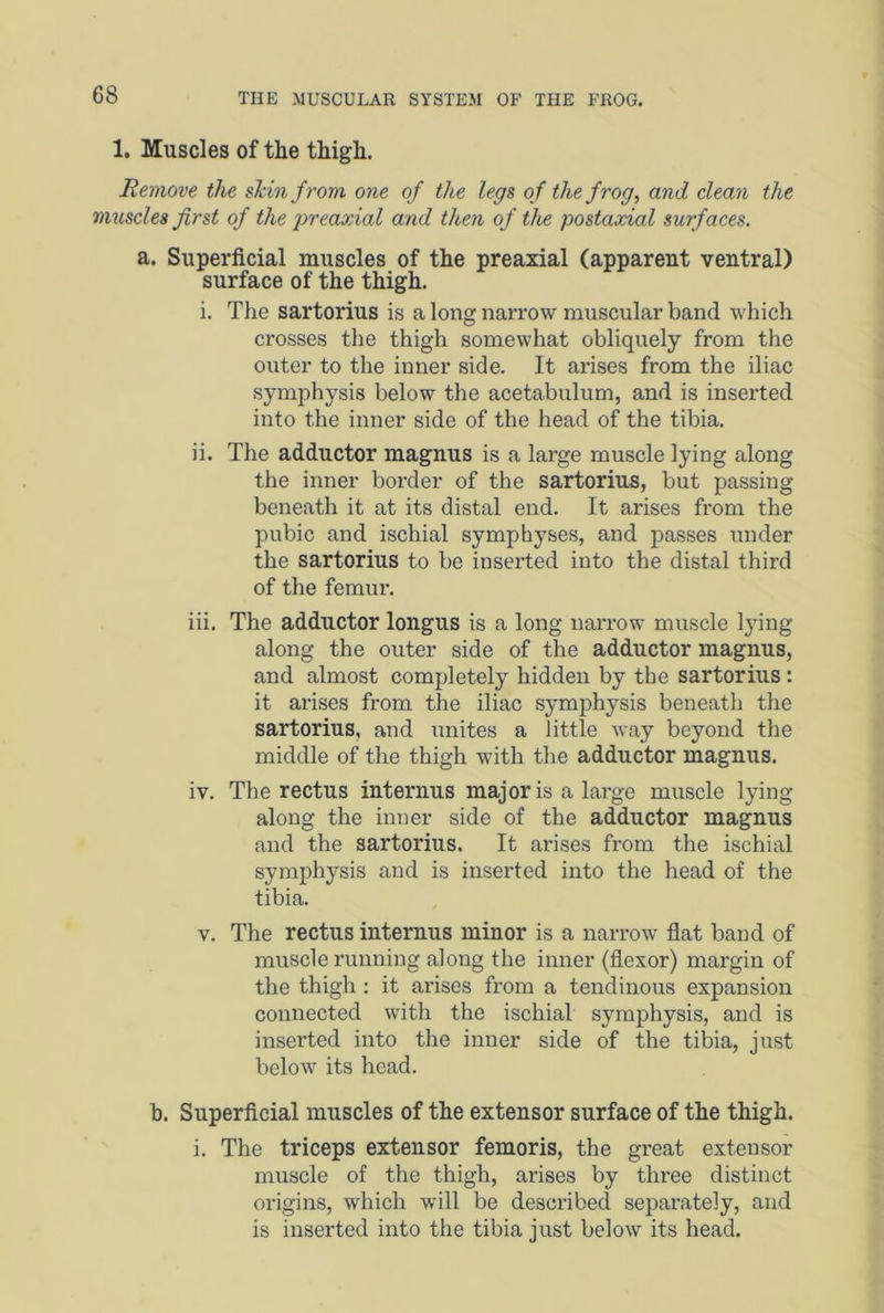 1. Muscles of the thigh. Remove the shin from one of the legs of the frog, and clean the muscles first of the preaxial and then of the postaxial surfaces. a. Superficial muscles of the preaxial (apparent ventral) surface of the thigh. i. The sartorius is a long narrow muscular band which crosses the thigh somewhat obliquely from the outer to the inner side. It arises from the iliac symphysis below the acetabulum, and is inserted into the inner side of the head of the tibia. ii. The adductor magnus is a large muscle lying along the inner border of the sartorius, but passing beneath it at its distal end. It arises from the pubic and ischial symphyses, and passes under the sartorius to be inserted into the distal third of the femur. iii. The adductor longus is a long narrow muscle lying along the outer side of the adductor magnus, and almost completely hidden by the sartorius : it arises from the iliac symphysis beneath the sartorius, and unites a little way beyond the middle of the thigh with the adductor magnus. iv. The rectus interims major is a large muscle lying along the inner side of the adductor magnus and the sartorius. It arises from the ischial symphysis and is inserted into the head of the tibia. v. The rectus interims minor is a narrow flat band of muscle running along the inner (flexor) margin of the thigh : it arises from a tendinous expansion connected with the ischial symphysis, and is inserted into the inner side of the tibia, just below its head. b. Superficial muscles of the extensor surface of the thigh. i. The triceps extensor femoris, the great extensor muscle of the thigh, arises by three distinct origins, which will be described separately, and is inserted into the tibia just below its head.