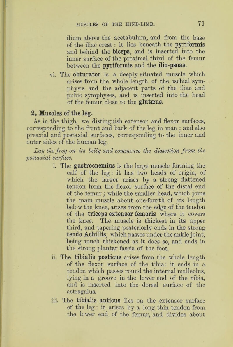 ilium above the acetabulum, and from the base of the iliac crest: it lies beneath the pyriformis and behind the biceps, and is inserted into the inner surface of the proximal third of the femur between the pyriformis and the ilio-psoas. vi. The obturator is a deeply situated muscle which arises from the whole length of the ischial sym- physis and the adjacent parts of the iliac and pubic symphyses, and is inserted into the head of the femur close to the glutseus. 2. Muscles of the leg. As in the thigh, we distinguish extensor and flexor surfaces, corresponding to the front and back of the leg in man ; and also preaxial and postaxial surfaces, corresponding to the inner and outer sides of the human leg. Lay the frog on its belly and commence the dissection from the postaxial surface. i. The gastrocnemius is the large muscle forming the calf of the leg: it has two heads of origin, of which the larger arises by a strong flattened tendon from the flexor surface of the distal end of the femur ; while the smaller head, which joins the main muscle about one-fourth of its length below the knee, arises from the edge of the tendon of the triceps extensor femoris where it covers the knee. The muscle is thickest in its upper third, and tapering posteriorly ends in the strong tendo A chillis, which passes under the ankle joint, being much thickened as it does so, and ends in the strong plantar fascia of the foot. ii. The tibialis posticus arises from the whole length of the flexor surface of the tibia: it ends in a tendon which passes round the internal malleolus, lying in a groove in the lower end of the tibia, and is inserted into the dorsal surface of the astragalus. iii. The tibialis anticus lies on the extensor surface of the leg: it arises by a long thin tendon from the lower end of the femur, and divides about