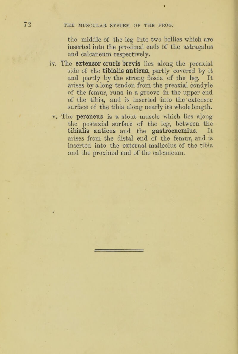 the middle of the leg into two bellies which are inserted into the proximal ends of the astragalus and calcaneum respectively. iv. The extensor crnris brevis lies along the preaxial side of the tibialis anticus, partly covered by it and partly by the strong fascia of the leg. It arises by along tendon from the preaxial condyle of the femur, runs in a groove in the upper end of the tibia, and is inserted into the extensor surface of the tibia along nearly its whole length. v. The peroneus is a stout muscle which lies ajong the postaxial surface of the leg, between the tibialis anticus and the gastrocnemius. It arises from the distal end of the femur, and is inserted into the external malleolus of the tibia and the proximal end of the calcaneum.