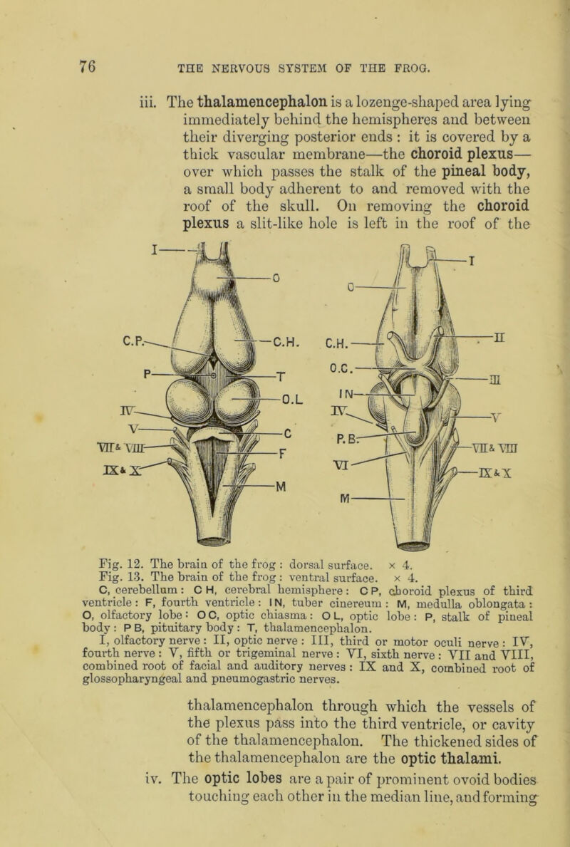 iii. The thalamencephalon is a lozenge-shaped area lying immediately behind the hemispheres and between their diverging posterior ends : it is covered by a thick vascular membrane—the choroid plexus— over which passes the stalk of the pineal body, a small body adherent to and removed with the roof of the skull. On removing the choroid plexus a slit-like hole is left in the roof of the Fig. 12. The brain of the frog : dorsal surface, x 4. Fig. 13. The brain of the frog: ventral surface, x 4. C, cerebellum: C H, cerebral hemisphere: C P, choroid plexus of third ventricle : F, fourth ventricle : IN, tuber cinereum : M, medulla oblongata : O, olfactory lobe: O C, optic chiasma: O L, optic lobe: P, stalk of pineal body: P B, pituitary body : T, thalamencephalon. I, olfactory nerve : II, optic nerve : III, third or motor oculi nerve : IV, fourth nerve : V, fifth or trigeminal nerve : VI, sixth nerve : VII and VIII, combined root of facial and auditory nerves: IX and X, combined root of glossopharyngeal and pneumogastric nerves. thalamencephalon through which the vessels of the plexus pass into the third ventricle, or cavity of the thalamencephalon. The thickened sides of the thalamencephalon are the optic thalami. iv. The optic lobes are a pair of prominent ovoid bodies touching each other in the median line, and forming