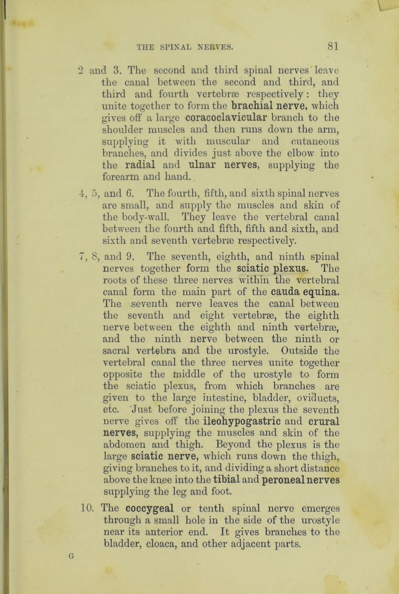 2 and 3. The second and third spinal nerves leave the canal between the second and third, and third and fourth vertebra respectively: they unite together to form the brachial nerve, which gives off a large coracoclavicular branch to the shoulder muscles and then runs down the arm, supplying it with muscular and cutaneous branches, and divides just above the elbow into the radial and nlnar nerves, supplying the forearm and hand. -1, 5, and 6. The fourth, fifth, and sixth spinal nerves are small, and supply the muscles and skin of the body-wall. They leave the vertebral canal between the fourth and fifth, fifth and sixth, and sixth and seventh vertebra respectivel}7. 7, 8, and 9. The seventh, eighth, and ninth spinal nerves together form the sciatic plexus. The roots of these three nerves within the vertebral canal form the main part of the cauda equina. The seventh nerve leaves the canal between the seventh and eight vertebra, the eighth nerve between the eighth and ninth vertebra, and the ninth nerve between the ninth or sacral vertebra and the urostyle. Outside the vertebral canal the three nerves unite together opposite the tniddle of the urostyle to form the sciatic plexus, from which branches are given to the large intestine, bladder, oviducts, etc. 'Just before joining the plexus the seventh nerve gives off the ileohypogastric and crural nerves, supplying the muscles and skin of the abdomen and thigh. Beyond the plexus is the large sciatic nerve, which runs down the thigh, giving branches to it, and dividing a short distance above the knee into the tibial and peroneal nerves supplying the leg and foot. 10. The coccygeal or tenth spinal nerve emerges through a small hole in the side of the urostyle near its anterior end. It gives branches to the bladder, cloaca, and other adjacent parts.