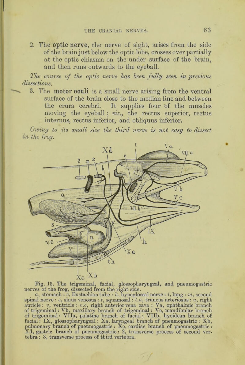 2. The optic nerve, the nerve of sight, arises from the side of the brain just below the optic lobe, crosses over partially at the optic chiasma on the under surface of the brain, and then runs outwards to the eyeball. The course of the optic nerve has been fully seen in previous dissections. 3. The motor oculi is a small nerve arising from the ventral surface of the brain close to the median line and between the crura cerebri. It supplies four of the muscles moving the eyeball; viz., the rectus superior, rectus interims, rectus inferior, and obliquus inferior. Owing to its small size the third nerve is not easy to dissect in the frog. Fig. 15. The trigeminal, facial, glossopharyngeal, and pneumogastric nerves of the frog, dissected from the right side. a, stomach : e, Eustachian tube : h, hypoglossal nerve : i, lung: m, second spinal nerve : s, sinus venosus : t, squamosal: t.a, truncus arteriosus : u, right auricle: V, ventricle: v.c, right anterior vena cava : Va, ophthalmic branch of trigeminal: Vb, maxillary branch of trigeminal: Yc, mandibular branch of trigeminal: Vila, palatine branch of facial; Vllb, hyoidean branch of facial: IX, glossopharyngeal: Xa, laryngeal branch of pneumogastric : Xb, pulmonary branch of pneumogastric : Xc, cardiac branch of pneumogastric : Xd, gastric branch of pneumogastric: 2, transverse process of second ver-
