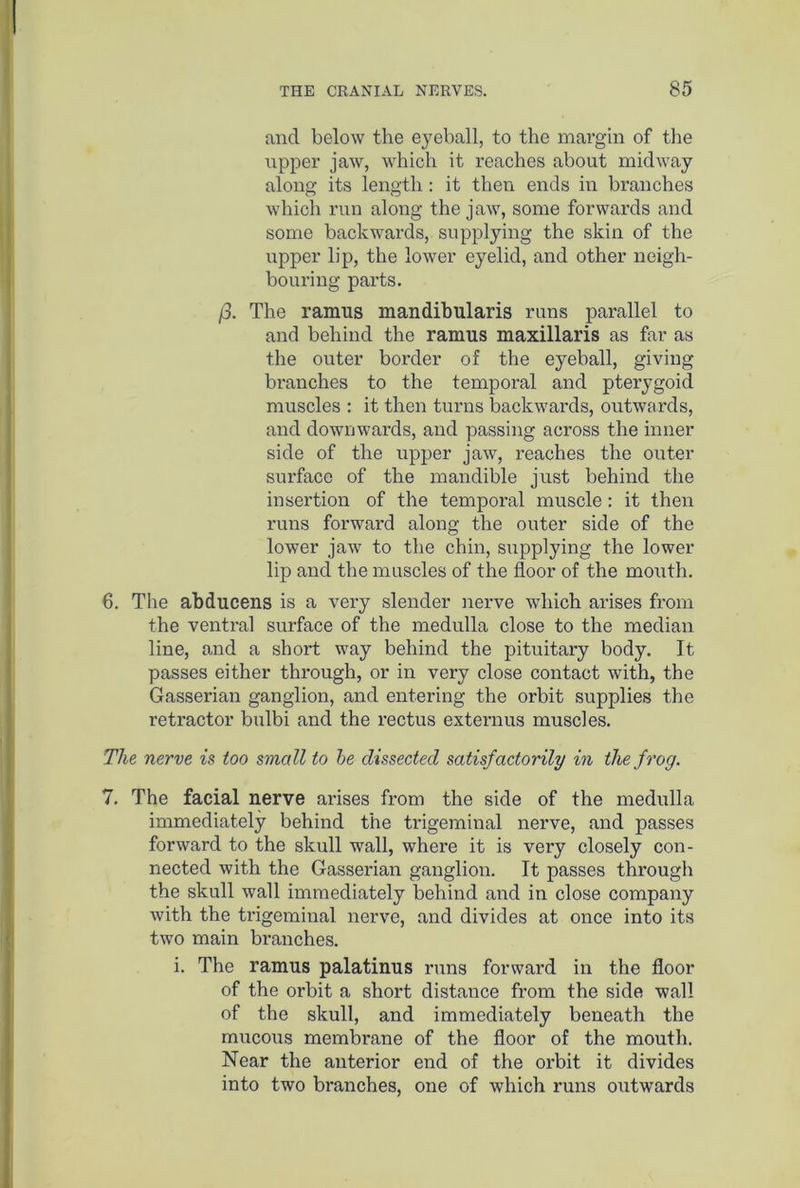 and below the eyeball, to the margin of the upper jaw, which it reaches about midway along its length : it then ends in branches which run along the jaw, some forwards and some backwards, supplying the skin of the upper lip, the lower eyelid, and other neigh- bouring parts. /3. The ramus mandibularis runs parallel to and behind the ramus maxillaris as far as the outer border of the eyeball, giving branches to the temporal and pterygoid muscles : it then turns backwards, outwards, and downwards, and passing across the inner side of the upper jaw, reaches the outer surface of the mandible just behind the insertion of the temporal muscle : it then runs forward along the outer side of the lower jaw to the chin, supplying the lower lip and the muscles of the floor of the mouth. 6. The abducens is a very slender nerve which arises from the ventral surface of the medulla close to the median line, and a short way behind the pituitary body. It passes either through, or in very close contact with, the Gasserian ganglion, and entering the orbit supplies the retractor bulbi and the rectus externus muscles. The nerve is too small to be dissected satisfactorily in the frog. 7. The facial nerve arises from the side of the medulla immediately behind the trigeminal nerve, and passes forward to the skull wall, where it is very closely con- nected with the Gasserian ganglion. It passes through the skull wall immediately behind and in close company with the trigeminal nerve, and divides at once into its two main branches. i. The ramus palatinus runs forward in the floor of the orbit a short distance from the side wall of the skull, and immediately beneath the mucous membrane of the floor of the mouth. Near the anterior end of the orbit it divides into two branches, one of which runs outwards