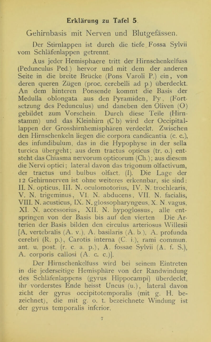 Gehirnbasis mit Nerven und Blutgefässen. Der Stirnlappen ist durch die tiefe Fossa Sylvii vom Schläfenlappen getrennt. Aus jeder Hemisphaere tritt der Hirnschenkelfuss (Pedunculus Ped.) hervor und mit dem der anderen Seite in die breite Brücke (Pons Varoli P.) ein, von deren queren Zügen (proc. cerebelli ad p.) überdeckt. An dem hinteren Ponsende kommt die Basis der Medulla oblongata aus den Pyramiden, Py, (Fort- setzung des Pedunculus) und daneben den Oliven (O) gebildet zum Vorschein. Durch diese Teile (Hirn- stamm) und das Kleinhirn (C b) wird der Occipital- lappen der Grosshirnhemisphären verdeckt. Zwischen den Hirnschenkeln liegen die corpora candicantia (c. c.), des infundibulum, das in die Hypophyse in der sella turcica übergeht; aus dem tractus opticus (tr. o.) ent- steht das Chiasma nervorum opticorum (Ch.); aus diesem die Nervi optici; lateral davon das trigonum olfactivum, der tractus und bulbus olfact. (I). Die Lage der i 2 Gehirnnerven ist ohne weiteres erkennbar, sie sind: II. N. opticus, III. N. oculomotorius, IV. N. trochlearis, V. N. trigeminus, VI. N. abducens, VII. N. facialis, VIII. N. acusticus, IX. N. glossopharyngeus, X. N. vagus, XI. N. accessorius, XII. N. hypoglossus, alle ent- springen von der Basis bis auf den vierten Die Ar- terien der Basis bilden den circulus arteriosus Willesii [A. vertebralis (A. v.), A. basilaris (A. b ), A. profunda cerebri (R. p.), Carotis interna (C. i.), rami commun. ant. u. post. (r. c. a. p.), A. fossae Sylvii (A. f. S.), A. corporis callosi (A. c. c.)]. Der Hirnschenkelfuss wird bei seinem Eintreten in die jederseitige Hemisphäre von der Randwindung des Schläfenlappens (gyrus Hippocampi) überdeckt, ihr vorderstes Ende heisst Uncus (u.), lateral davon zieht der gyrus occipitotemporalis (mit g. H. be- zeichnet), die mit g. o. t. bezeichnete Windung ist der gyrus temporalis inferior.