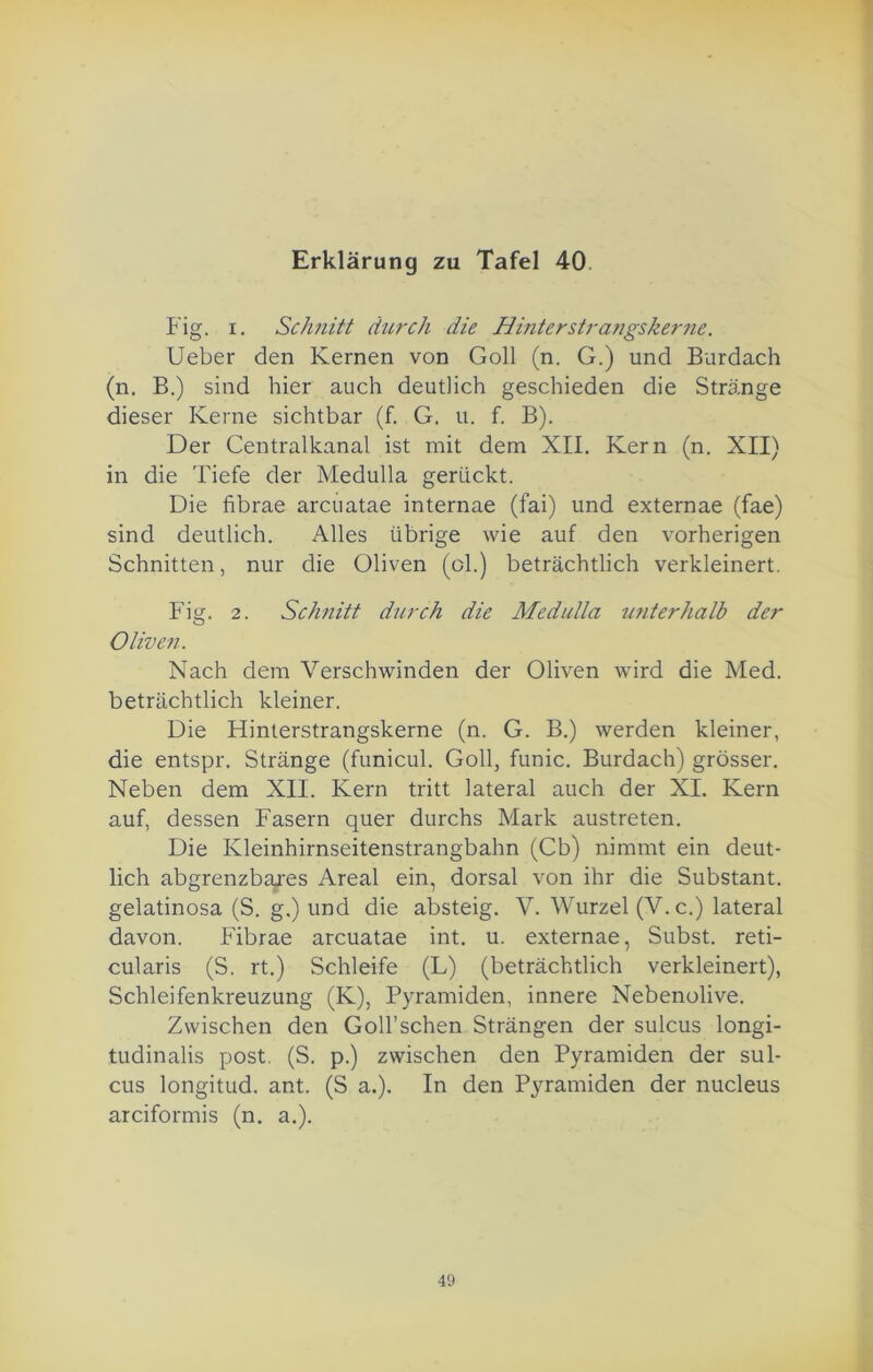 Fig. i. Schnitt durch die Hinterstrangskerne. Ueber den Kernen von Goll (n. G.) und Burdach (n. B.) sind hier auch deutlich geschieden die Stränge dieser Kerne sichtbar (f. G. u. f. B). Der Centralkanal ist mit dem XII. Kern (n. XII) in die Tiefe der Medulla gerückt. Die fibrae arcuatae internae (fai) und externae (fae) sind deutlich. Alles übrige wie auf den vorherigen Schnitten, nur die Oliven (ol.) beträchtlich verkleinert. Fig. 2. Schnitt durch die Medulla mit er halb der Oliven. Nach dem Verschwinden der Oliven wird die Med. beträchtlich kleiner. Die Hinterstrangskerne (n. G. B.) werden kleiner, die entspr. Stränge (funicul. Goll, funic. Burdach) grösser. Neben dem XII. Kern tritt lateral auch der XI. Kern auf, dessen Fasern quer durchs Mark austreten. Die Kleinhirnseitenstrangbahn (Cb) nimmt ein deut- lich abgrenzbares Areal ein, dorsal von ihr die Substant. gelatinosa (S. g.) und die absteig. V. Wurzel (V. c.) lateral davon. Fibrae arcuatae int. u. externae, Subst. reti- cularis (S. rt.) Schleife (L) (beträchtlich verkleinert), Schleifenkreuzung (K), Pyramiden, innere Nebenolive. Zwischen den Goll’schen Strängen der sulcus longi- tudinalis post. (S. p.) zwischen den Pyramiden der sul- cus longitud. ant. (S a.). In den Pyramiden der nucleus arciformis (n. a.). 49