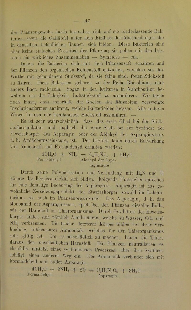 der Pllanzengewebe durch besondere sich auf sic niederlassendc Bak- terien, sowie die Galläpfel unter dem Einliuss der Abscheidungen der in denselben beliiidlichen Raupen sich bilden. Diese Bakterien sind aber keine einfachen Parasiten der Pflanzen; sic gehen mit den letz- teren ein wirkliches Zusammenleben — Symbiose — ein. Indem die Bakterien sich mit dem Pflanzensaft ernähren und den Pflanzen den organischen Kohlenstoff entziehen, versehen sie ihre 'Wirthe mit gebundenem Stickstoff, da sie fähig sind, freien Stickstoff zu fixiren. Diese Bakterien gehören zu der Reihe Rhizobium, oder anders Bact. radicicola. Sogar in den Kulturen in Nährbouillon be- wahren sie die Fähigkeit, Luftstickstoff zu assimiliren. Wir fügen noch hinzu, dass innerhalb der Knoten das Rhizobium verzweigte Involutionsformen annimmt, welche Bakterioiden heissen. Alle anderen AVesen können nur kombiiiirten Stickstoff assimiliren. — Es ist sehr wahrscheinlich, dass das erste Glied bei der Stick- stoffassimilation und zugleich die erste Stufe bei der Synthese der Eiweisskörper das Asparagin oder der Aldehyd der Asparaginsäure, d. h. Amidobernsteinsäure, ist. Der letztere kann durch Einwirkung von Ammoniak auf Formaldehyd erhalten werden: 40Ho0 4- NHg = CJd^NOa -P 2HoO Formaldehyd Aldehyd der Aspa- rag'in säure Durch seine Polymerisation und Verbindung mit H^S und II könnte das Eiweissmolekül sich bilden. Folgende Thatsachen sprechen für eine derartige Bedeutung des Asparagins. Asparagin ist das ge- wöhnliche Zersetzungsprodukt der Eiweisskörper sowohl im Labora- torium, als auch im Pflanzenorganismus. Das Asparagin, d. h. das Monoamid der Asparaginsäure, spielt bei den Pflanzen dieselbe Rolle, wie der Harnstoff im Thierorganismus. Durch Oxydation der Eiweiss- körper bilden sich nämlich Amidosäuren, welche zu AAAsser, COo und Nllg verbrennen. Die beiden letzteren Körper bilden bei ihrer Ver- bindung kohlensaures Ammoniak, welches für den Thierorganismiis sehr giftig ist. Um es unschädlich zu machen, bauen die Thiere daraus den unschädlichen Harnstoff. Die Pflanzen neutralisiren es ebenfalls mittelst eines synthetischen Proccsses, aber ihre Synthese schlägt einen anderen Weg ein. Der Ammoniak verbindet sich mit Formaldehyd und bildet Asparagin. ^ 4CILO -p 2NH3 + 20 = C.HsNoOg + 3HoO loimaldehyd Asi^aragin