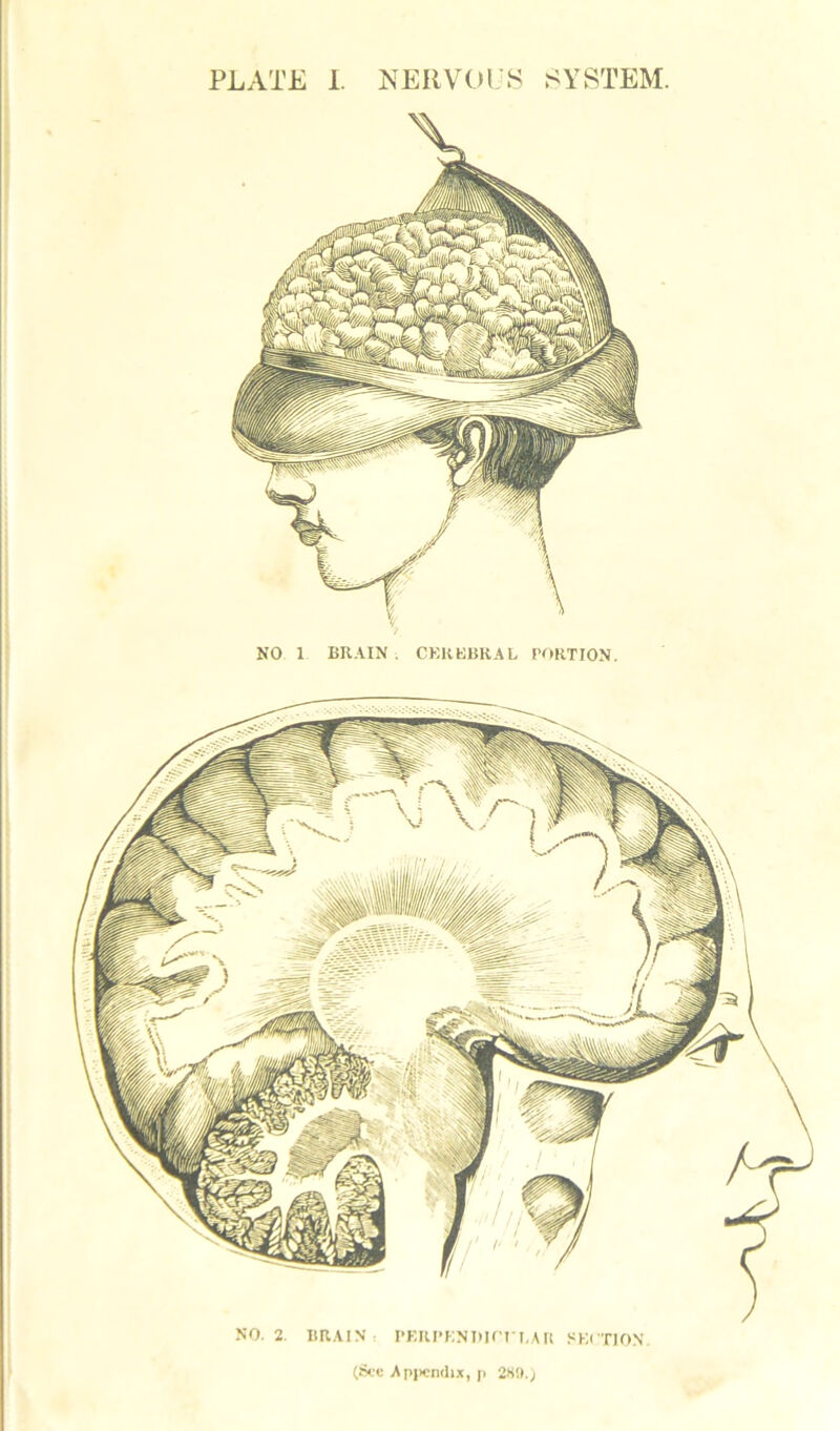 NO 1 BRAIN. CEREBRAL PORTION. NO. 2. BRAIN PERPKNDICT*BAR SECTION. (See Apj>cn(]ixT p 280.)