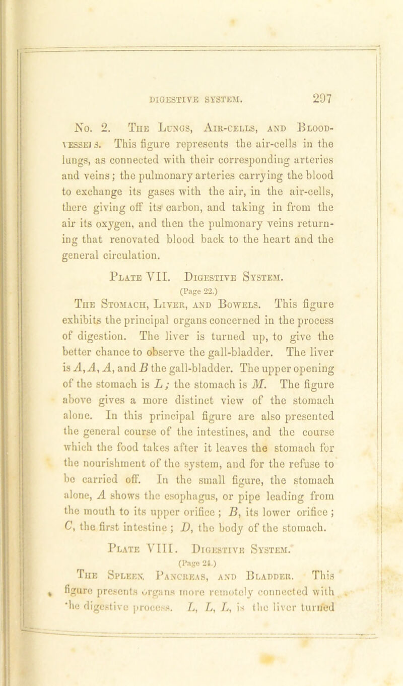 .No. 2. The Lungs, Air-cells, and Blood- \ essei s. This figure represents the air-cells in the iungs, as connected with their corresponding arteries and veins; the pulmonary arteries carrying the blood to exchange its gases with the air, in the air-cells, there giving off its carbon, and taking in from the air its oxygen, and then the pulmonary veins return- ing that renovated blood back to the heart and the general circulation. Plate YII. Digestive System. (Page 22.) Tiie Stomacii, Liver, and Bowels. This figure exhibits the principal organs concerned in the process of digestion. The liver is turned up, to give the better chance to observe the gall-bladder. The liver isyl, A, A, and B the gall-bladder. The upper opening of the stomach is L ; the stomach is M. The figure above gives a more distinct view of the stomach alone. In this principal figure are also presented the general course of the intestines, and the course which the food takes after it leaves the stomach for the nourishment of the system, and for the refuse to be carried off. In the small figure, the stomach alone, A shows the esophagus, or pipe leading from the mouth to its upper orifice ; B, its lower orifice ; C, the first intestine ; D, the body of the stomach. Plate YIII. Digestive System. (Page 24.) The Spleen, Pancreas, and Bladder. This figure presents organs more remotely connected with ‘lie digestive process. L, L, L, is the liver turned