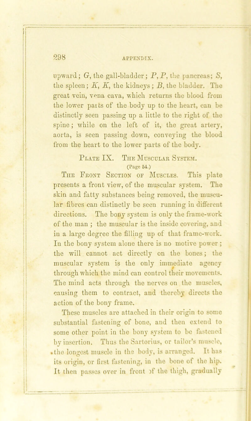 upward; G, the gall-bladder; P, P, the pancreas; S, the spleen; K, K, the kidneys ; B, the bladder. The great vein, vena cava, which returns the blood from the lower parts of the body up to the heart, can be distinctly seen passing up a little to the right of the spine; while on the left of it, the great artery, aorta, is seen passing down, conveying the blood from the heart to the lower parts of the body. Plate IX. The Muscular System. (Page 54.) Tiie Front Section of Muscles. This plate presents a front view, of the muscular system. The skin and fatty substances being removed, the muscu- lar fibres can distinctly be seen running in different directions. The bony system is only the frame-work of the man ; the muscular is the inside covering, and in a large degree the filling up of that frame-work. In the bony system alone there is no motive power ; the will cannot act directly on the bones; the muscular system is the only immediate agency through which the mind can control their movements. The mind acts through the nerves on the muscles, causing them to contract, and thereby directs the action of the bony frame. These muscles are attached in their origin to some substantial fastening of bone, and then extend to some other point in the bony system to be fastened by insertion. Thus the Sartorius, or tailor’s muscle, .the longest muscle in the body, is arranged. It has its origin, or first fastening, in the bone of the hip. It then passes over in front if the thigh, gradually
