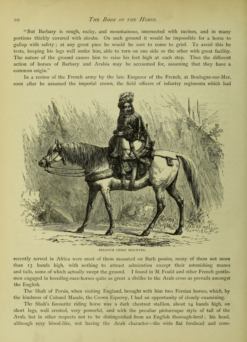 “ But Barbary is rough, rocky, and mountainous, intersected with ravines, and in many portions thickly covered with shrubs. On such ground it would be impossible for a horse to gallop with safety ; at any great pace he would be sure to come to grief. To avoid this he trots, keeping his legs well under him, able to turn on one side or the other with great facility. The nature of the ground causes him to raise his feet high at each step. Thus the different action of horses of Barbary and Arabia may be accounted for, assuming that they have a common origin.” In a review of the French army by the late Emperor of the French, at Boulogne-sur-Mer, soon after he assumed the imperial crown, the field officers of infantry regiments which had BELOOCH CHIEF MOUNTED. recently served in Africa were most of them mounted on Barb ponies, many of them not more than 13 hands high, with nothing to attract admiration except their astonishing manes and tails, some of which actually swept the ground. I found in M. Fould and other French gentle- men engaged in breeding-race-horses quite as great a dislike to the Arab cross as prevails amongst the English. The Shah of Persia, when visiting England, brought with him two Persian horses, which, by the kindness of Colonel Maude, the Crown Equerry, I had an opportunity of closely examining. The Shah’s favourite riding horse was a dark chestnut stallion, about 14 hands high, on short legs, well crested, very powerful, and with the peculiar picturesque style of tail of the Arab, but in other respects not to be distinguished from an English thorough-bred ; his head, although very blood-like, not having the Arab character—the wide flat forehead and com-