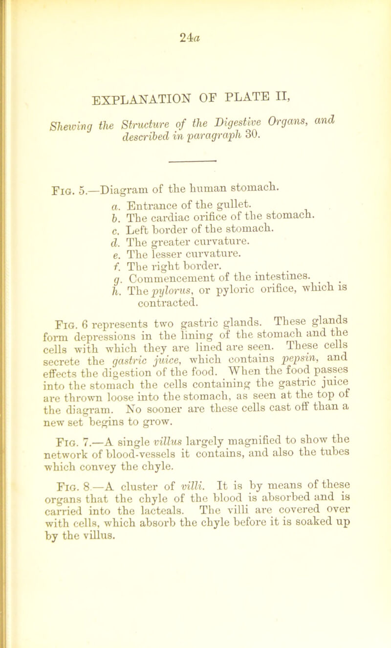 24 a EXPLANATION OF PLATE II, Shewing the Structure of the Digestive Organs, and described in 'paragraph 30. Fig. 5.—Diagram of the human stomach. a. Entrance of the gullet. b. The cardiac orifice of the stomach. c. Left border of the stomach. d. The greater curvature. e. The lesser curvature. f. The right border. g. Commencement of the intestines. h. The pylorus, or pyloric orifice, which is contracted. Fig. 6 represents two gastric glands. These glands form depressions in the lining of the stomach and the cells with which they are lined are seen. These cells secrete the gastric juice, which contains pepsin, and effects the digestion of the food. When the food passes into the stomach the cells containing the gastric juice are thrown loose into the stomach, as seen at the top of the diagram. No sooner are these cells cast off than a new set begins to grow. Fig. 7.—A single villus largely magnified to show the network of blood-vessels it contains, and also the tubes which convey the chyle. Fig. 8—A cluster of villi. It is by means of these organs that the chyle of the blood is absorbed and is carried into the lacteals. The villi are covered over with cells, which absorb the chyle before it is soaked up by the villus.