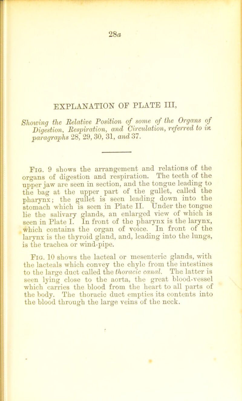 EXPLANATION OE PLATE III, Showing the Relative Position of some of the Organs of Digestion, Respiration, and Circulation, referred to in paragraphs 28, 29, 30, 31, and 37. Fig. 9 stows the arrangement and relations of the organs of digestion and respiration. The teeth of the upper jaw are seen in section, and the tongue leading to the bag at the upper part of the gullet, called the pharynx; the gullet is seen leading down into the stomach which is seen in Plate II. Under the tongue lie the salivary glands, an enlarged view of which is seen in Plate I. In front of the pharynx is the larynx, which contains the organ of voice. In front of the larynx is the thyroid gland, and, leading into the lungs, is the trachea or wind-pipe. Fig. 10 shows the lacteal or mesenteric glands, with the lacteals which convey the chyle from the intestines to the large duct called the thoracic canal. The latter is seen lying close to the aorta, the great blood-vessel which carries the blood from the heart to all parts of the body. The thoracic duct empties its contents into the blood through the large veins of the neck.