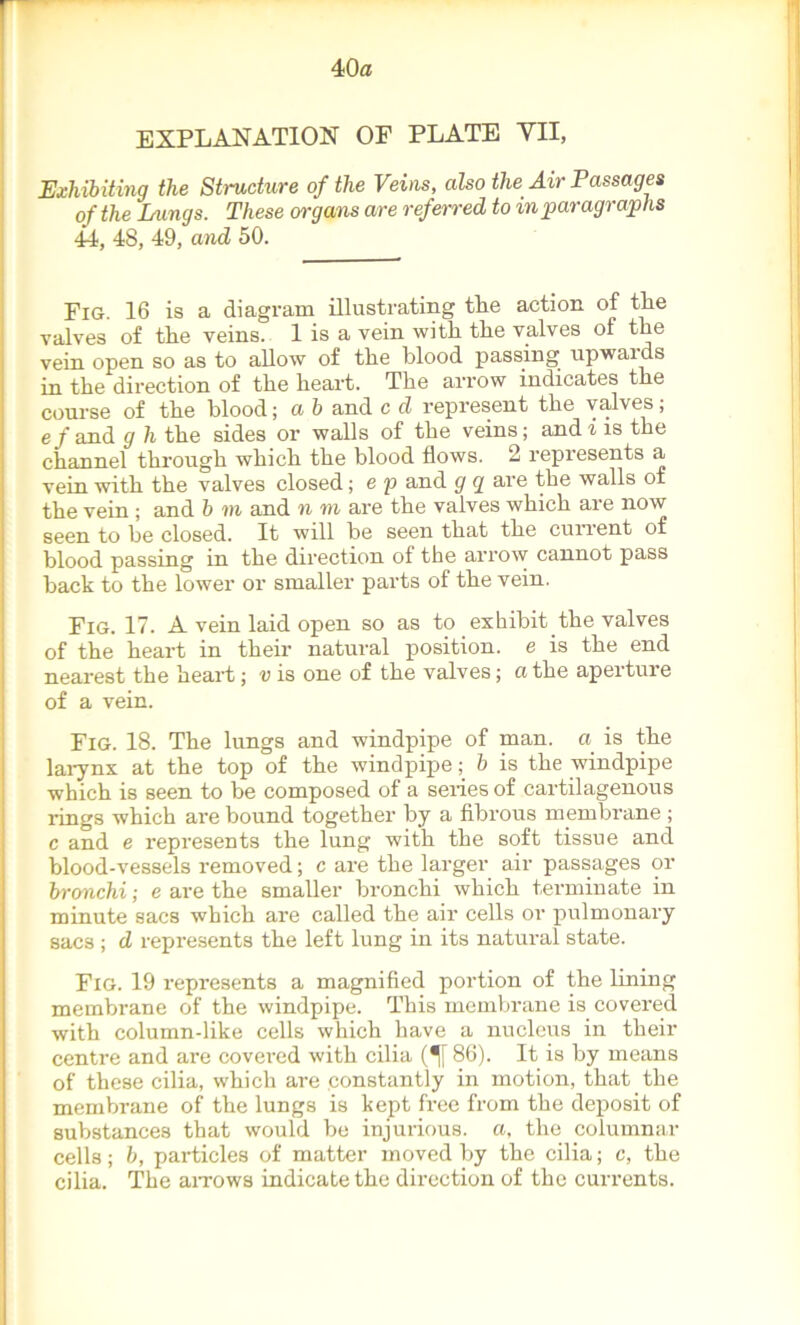 EXPLANATION OF PLATE VII, Exhibiting the Structure of the Veins, also the Air Passages of the Lungs. These organs are referred to in paragraphs 44, 48, 49, and 50. Fig 16 is a diagram illustrating tlie action of the valves of the veins. 1 is a vein with the valves of the vein open so as to allow of the blood passing upwards in the direction of the heart. The arrow indicates the course of the blood; a b and c d represent the valves; e f and g h the sides or walls of the veins; and i is the channel through which the blood flows. 2 represents a vein with the valves closed; e p and g g are the walls of the vein ; and b m and n m are the valves which are now seen to be closed. It will be seen tliat tlie current of blood passing in the direction of the arrow cannot pass back to the lower or smaller parts of the vein. Pig. 17. A vein laid open so as to exhibit the valves of the heart in their natural position, e is the end nearest the heart; v is one of the valves; a the aperture of a vein. Fig. 18. The lungs and windpipe of man. a is the larynx at the top of the windpipe; b is the windpipe which is seen to be composed of a seiies of cartilagenous lings which are bound together by a fibrous membrane ; c and e represents the lung with the soft tissue and blood-vessels removed; c are the larger air passages or bronchi; e are the smaller bronchi which terminate in minute sacs which are called the air cells or pulmonary sacs ; d represents the left lung in its natural state. Fig. 19 represents a magnified portion of the lining membrane of the windpipe. This membrane is covered with column-like cells which have a nucleus in their centre and are covered with cilia (^[ 86). It is by means of these cilia, which are constantly in motion, that the membrane of the lungs is kept free from the deposit of substances that would be injurious, a, the columnar cells; b, particles of matter moved by the cilia; c, the cilia. The arrows indicate the direction of the currents.